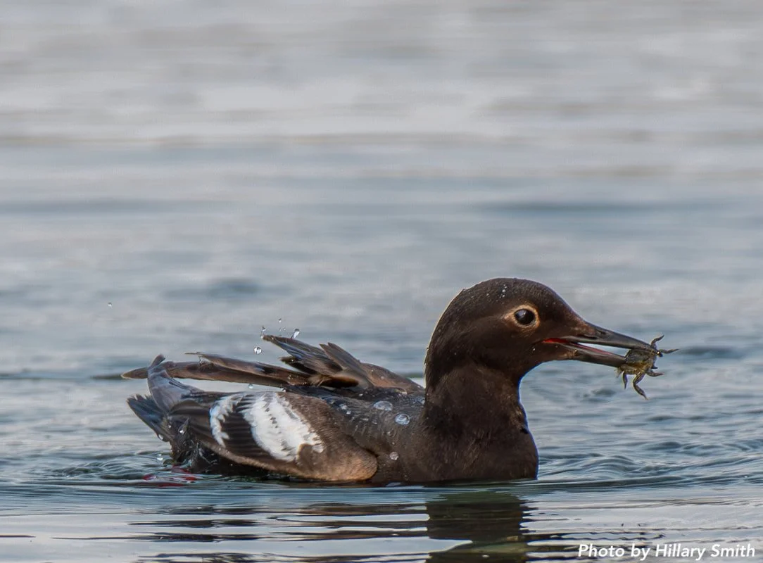 Week 11: August 11th - 27th