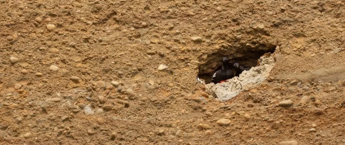 Survey Updates Returning in June!