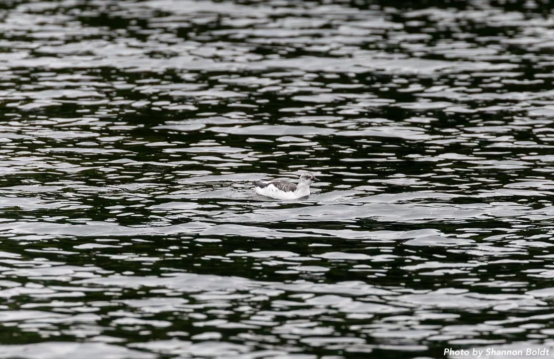 Week 4: June 23rd - 29th 