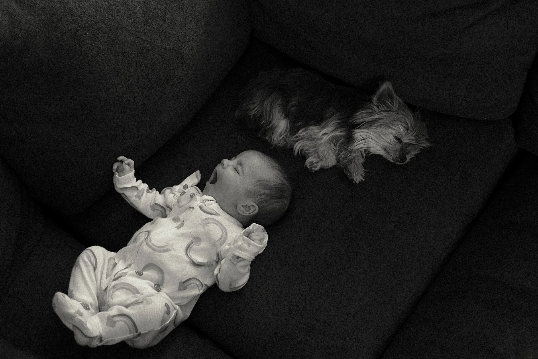 A sleeping newborn baby lying on a dark sofa with a small dog sleeping nearby.