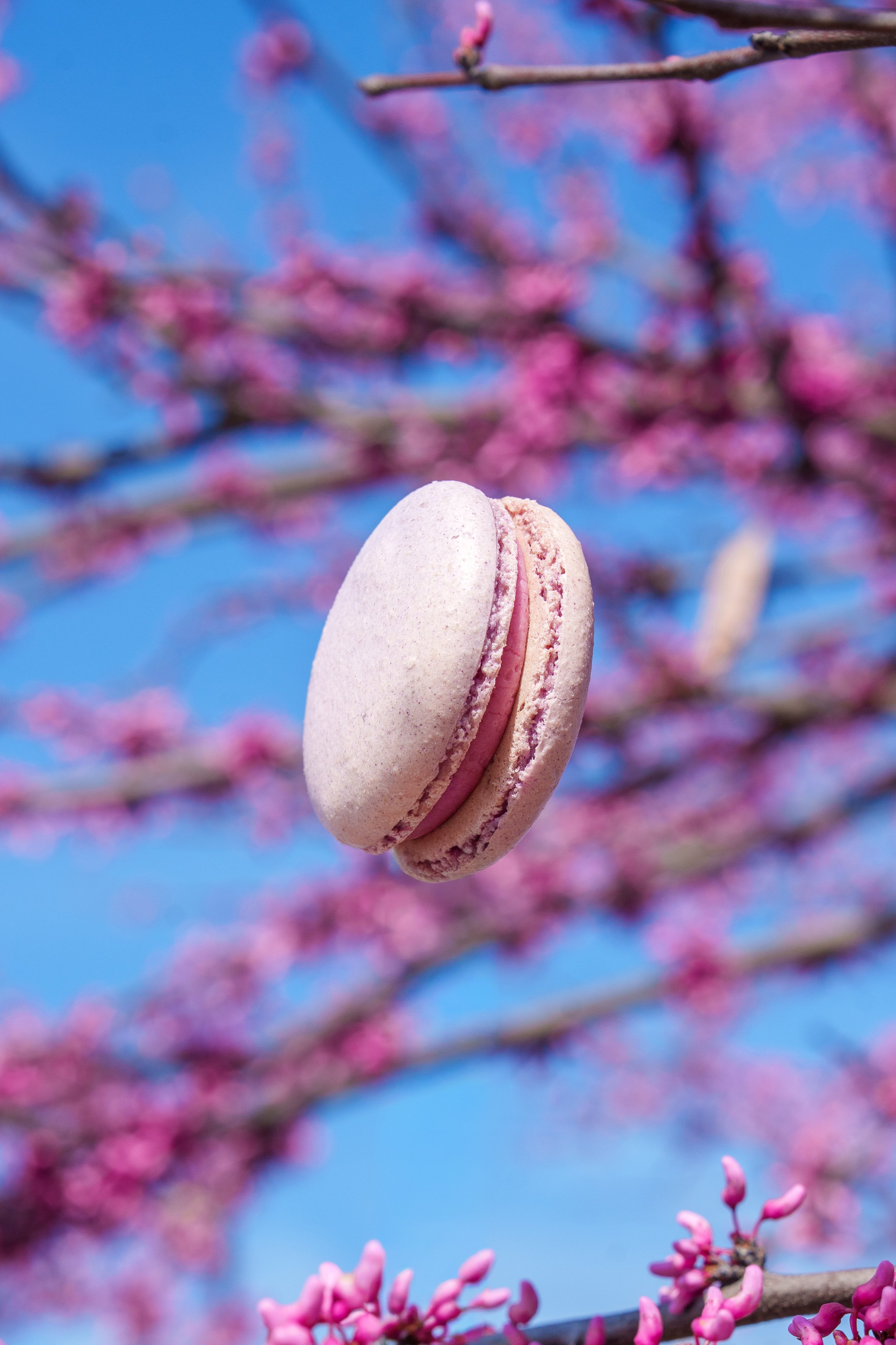 A pink macaron hanging on a branch with pink blossoms in the background against a blue sky.