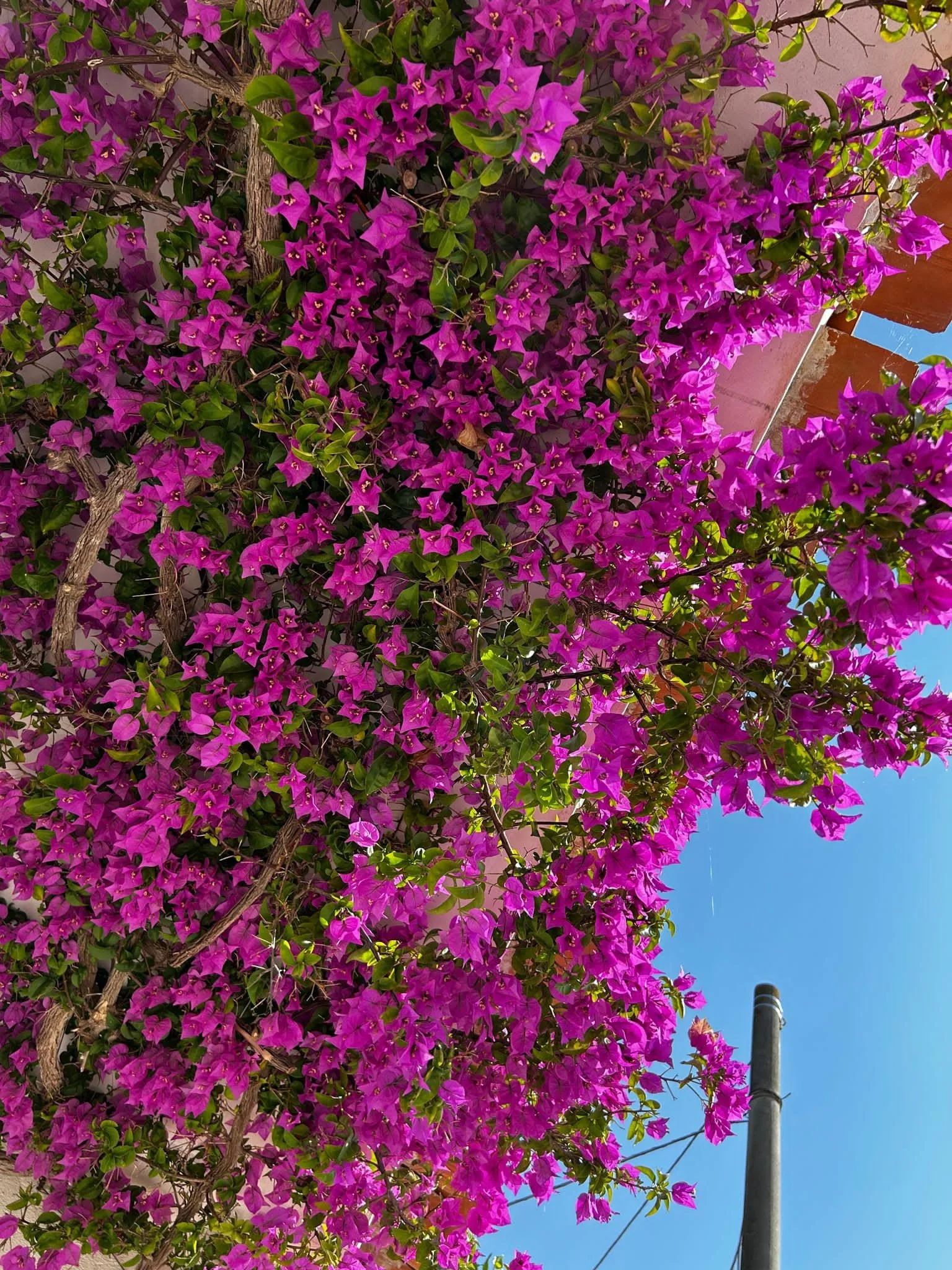 Büsche voller pinkfarbener Bougainvillea-Blumen vor blauem Himmel