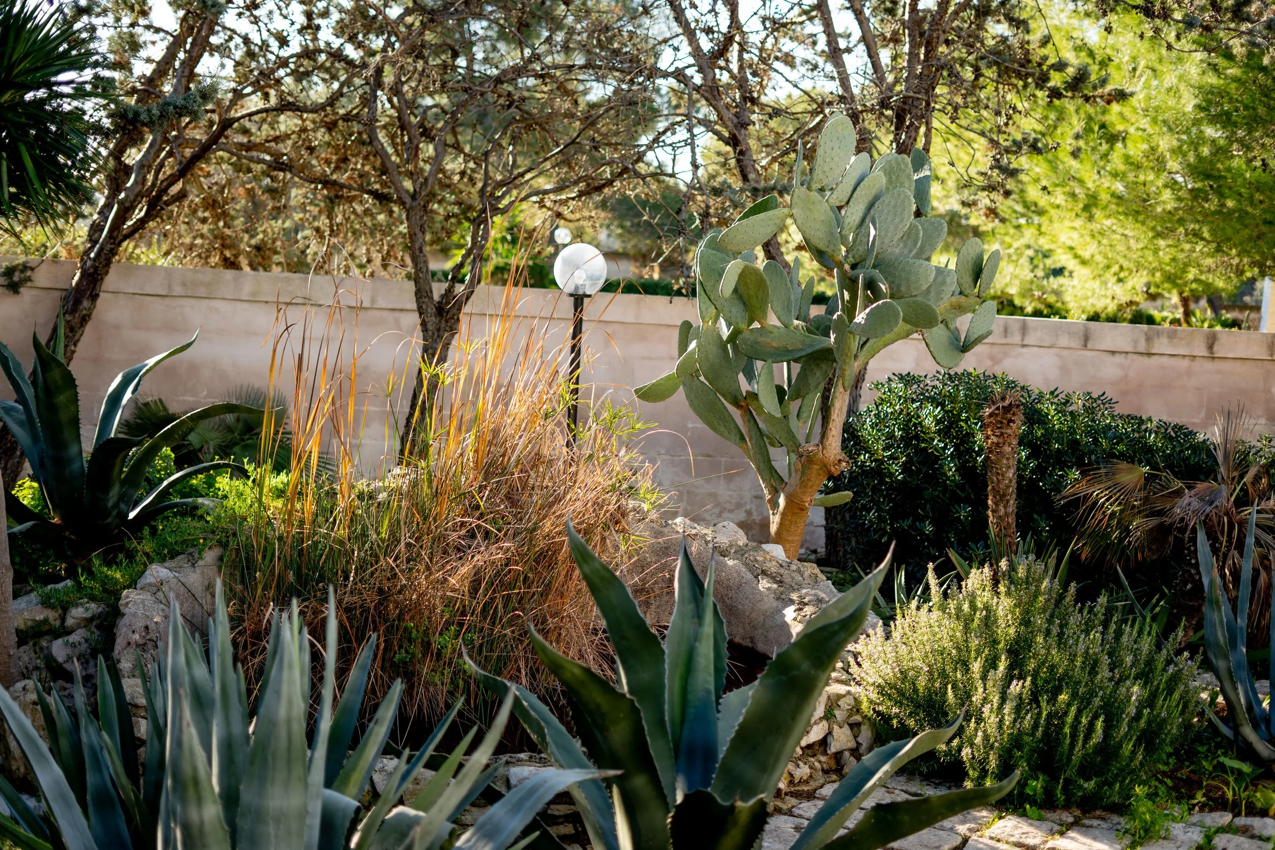 Garten mit Kakteen, Pflanzen und Bäumen, Sonnenlicht, Steinmauer im Hintergrund.