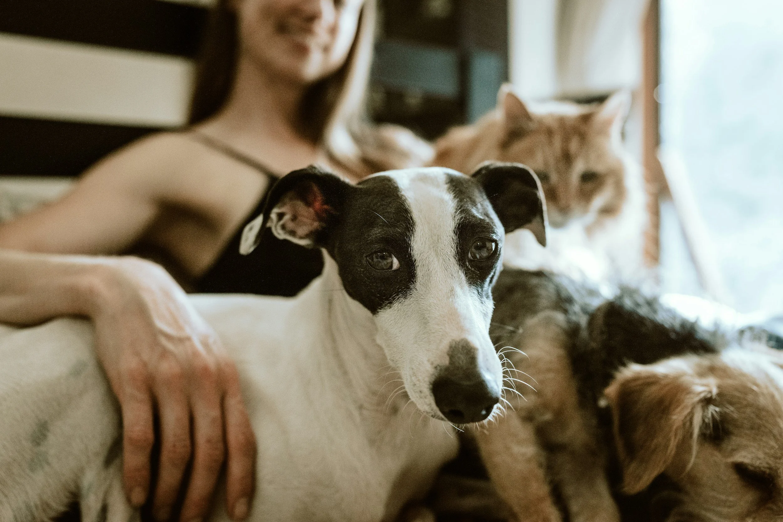 A woman sitting on a couch with four pets: a black and white dog in the foreground, a brown and black dog, a grey and black dog, and an orange tabby cat in the background. The woman is wearing a black tank top and smiling.