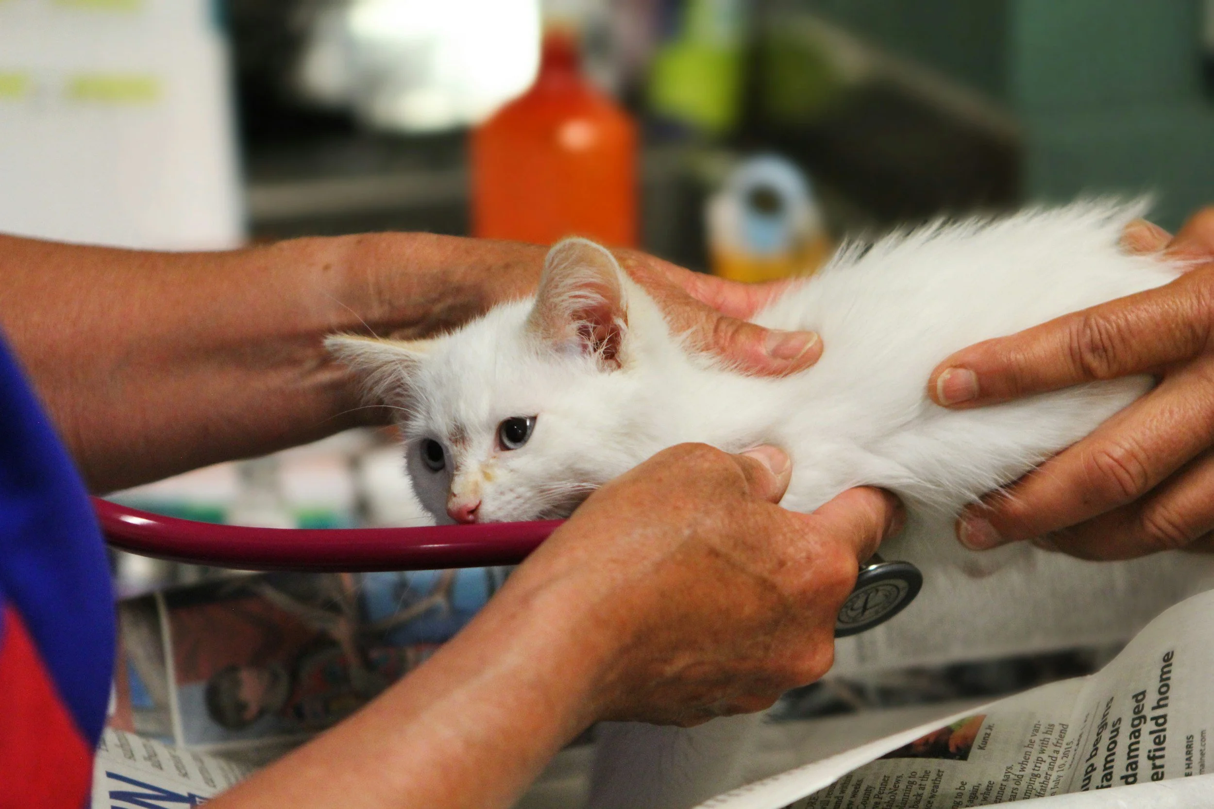 A white cat lying on a stethoscope while being examined by a person's hands in a veterinary clinic.