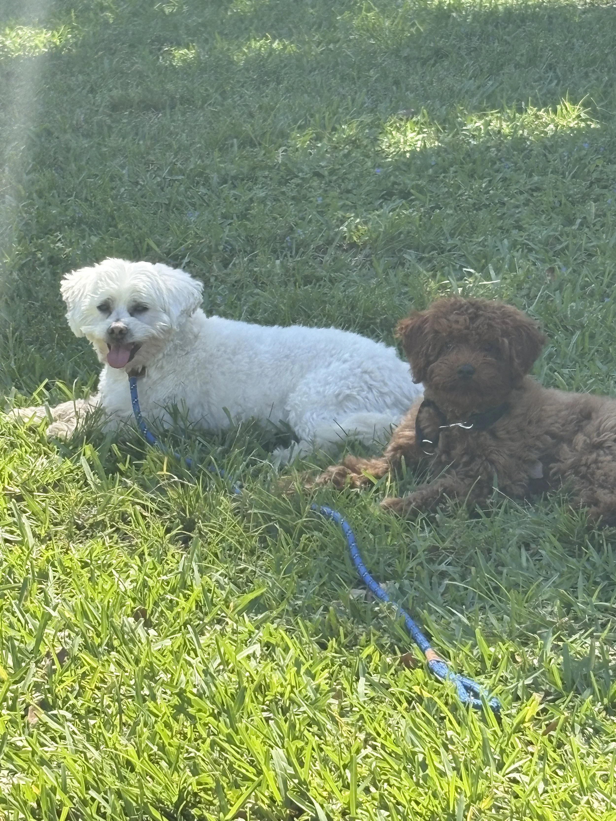 Emotional Support Animal Letter