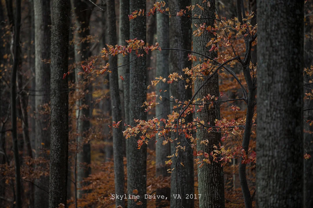 VA2017_SkylineDrive_015_smallTEXT.jpg
