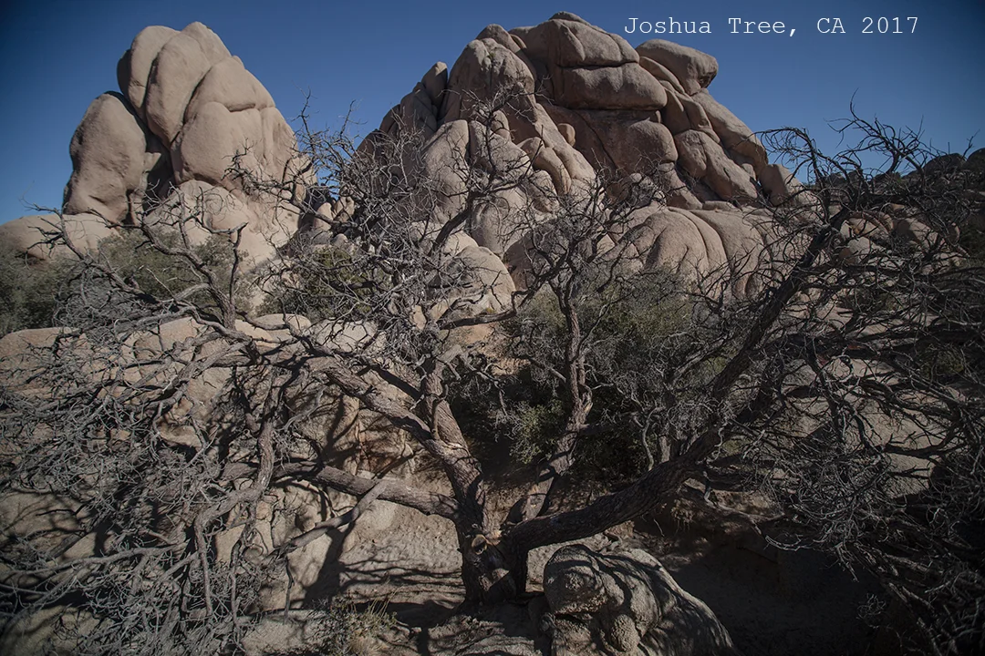 JoshuaTree2017-1317_smallTEXT.jpg