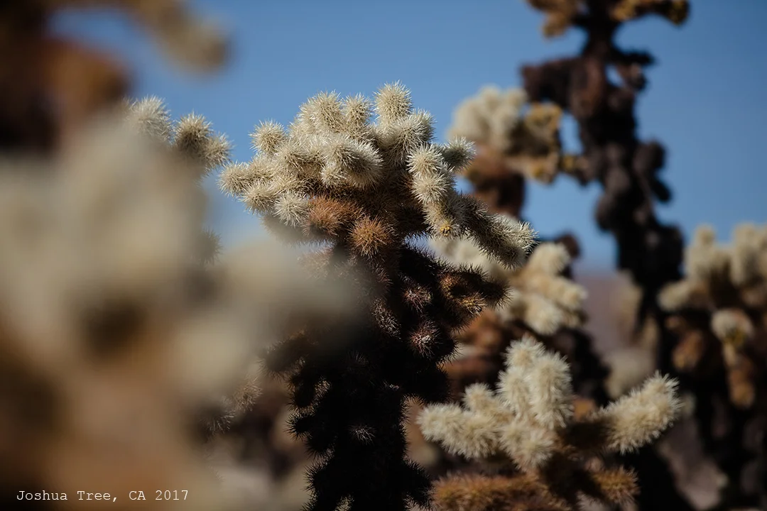 JoshuaTree2017-1373_smallTEXT.jpg