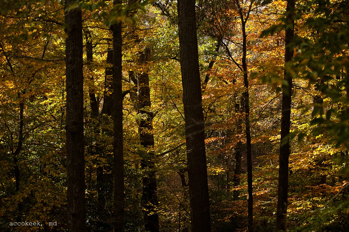 accokeek forest.jpg