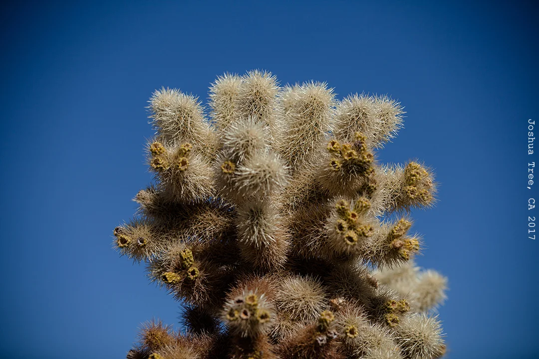 JoshuaTree2017-1384_smallTEXT.jpg
