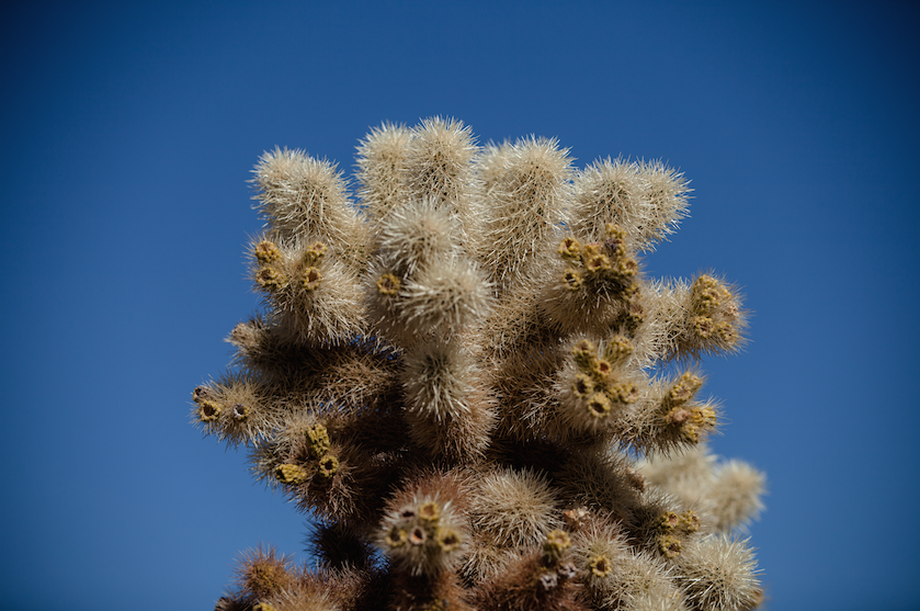 JoshTree2.png