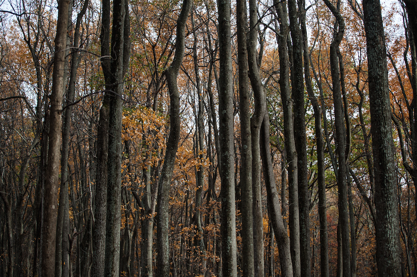 skylinedrive5.png
