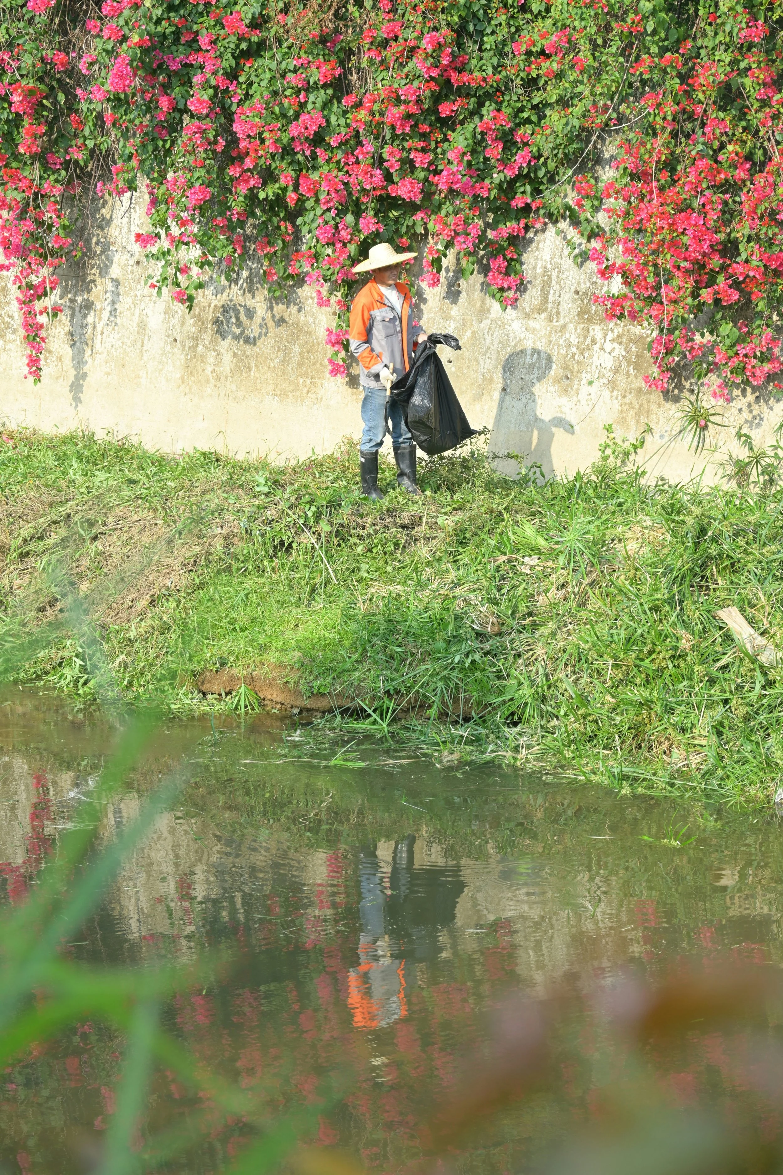 A person in rain boots and a wide-brimmed hat collecting trash with a black garbage bag by a stream, with a wall covered in pink flowering vines in the background.