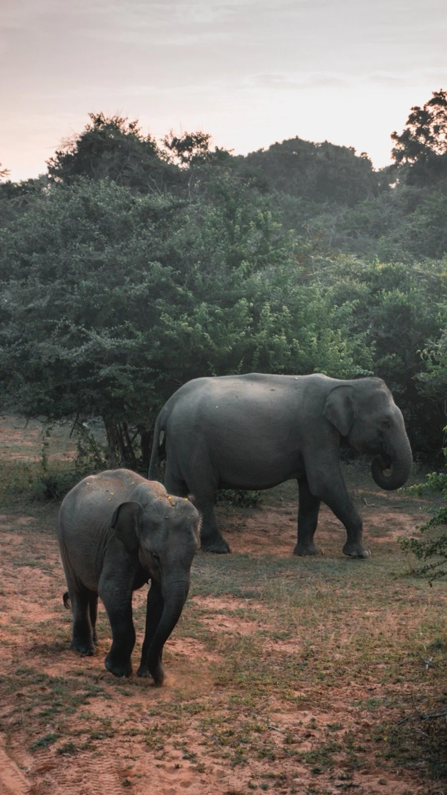 Two elephants, an adult and a young one, walking on a dirt path in a forested area during sunset.