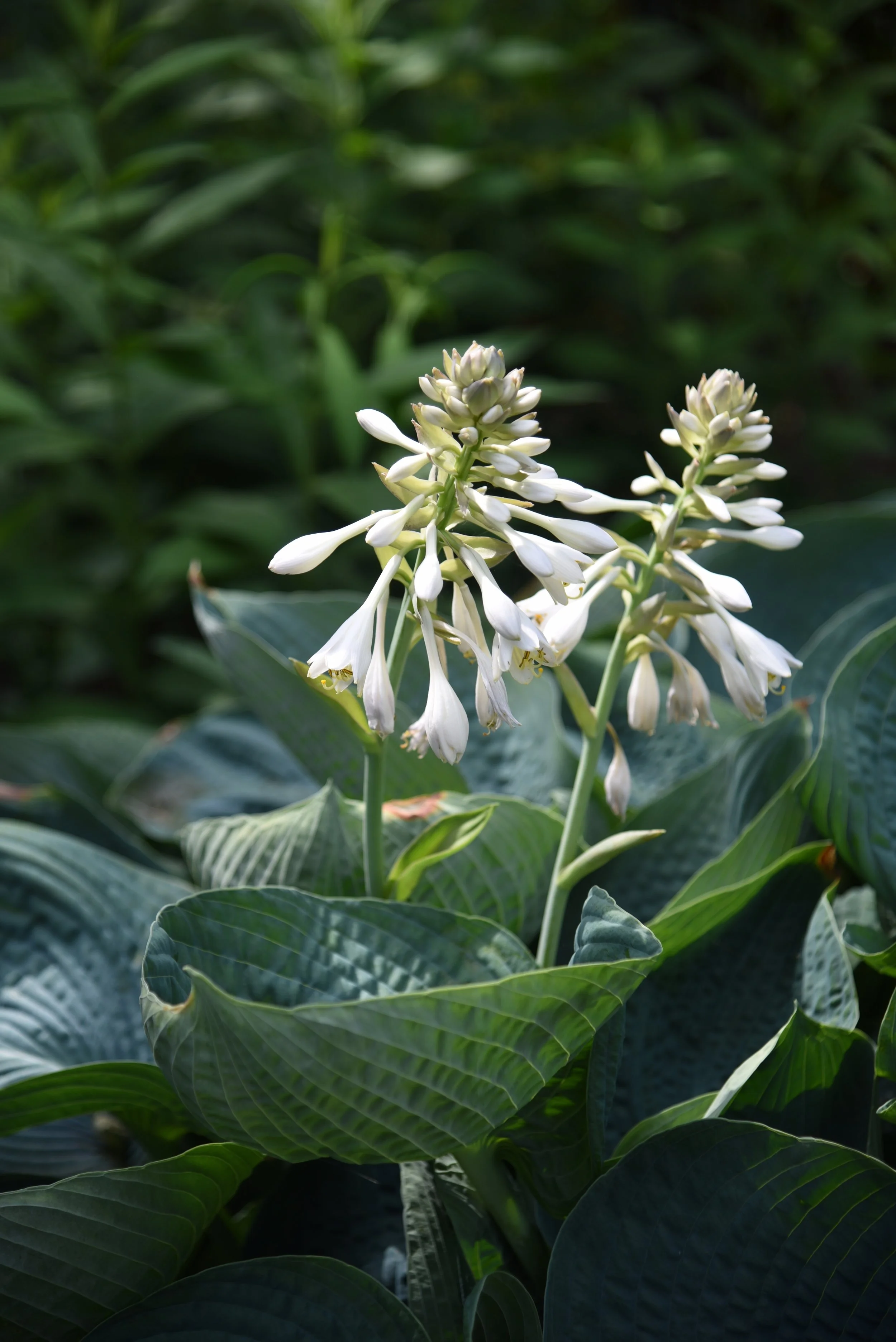 hosta-abiqua-drinking-gourd-blue-foliage-white-flowers.jpg