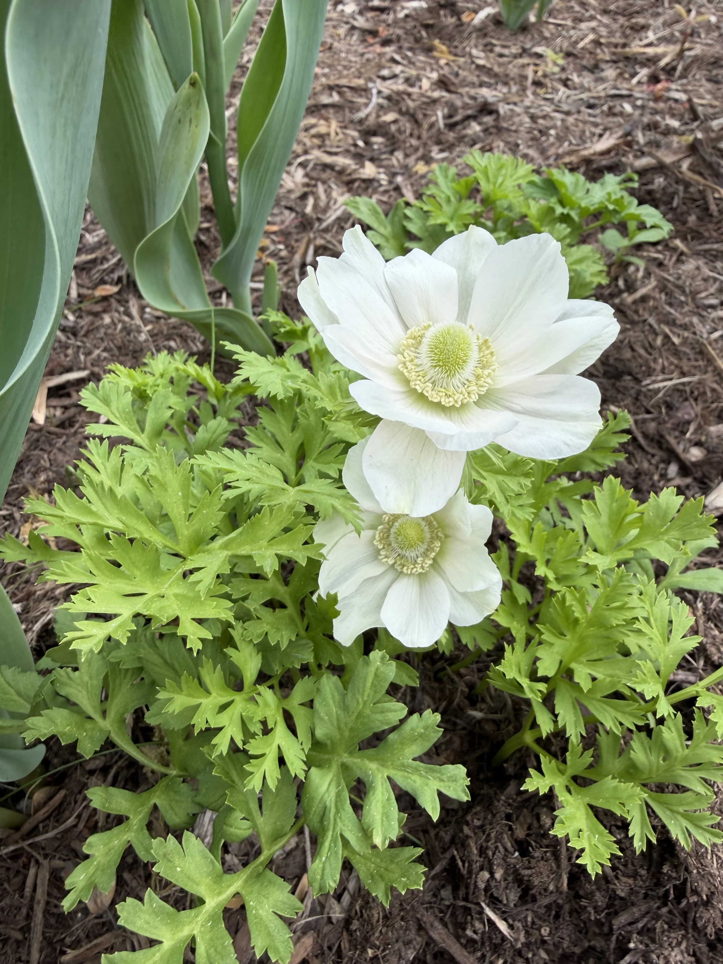 Anemone 'The Bride'