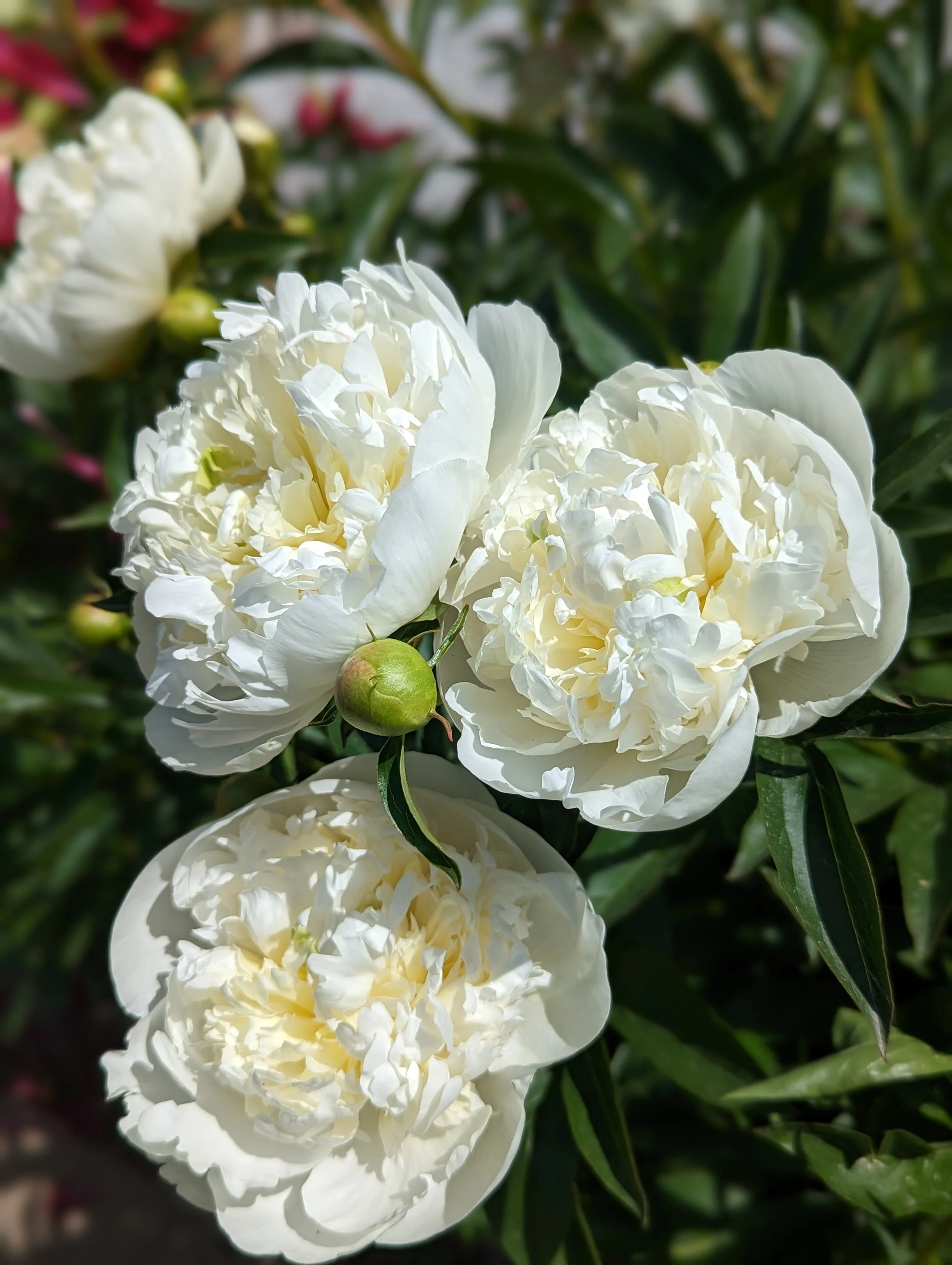 Close-up of white peony flowers in bloom, with green leaves and unopened buds in the background.