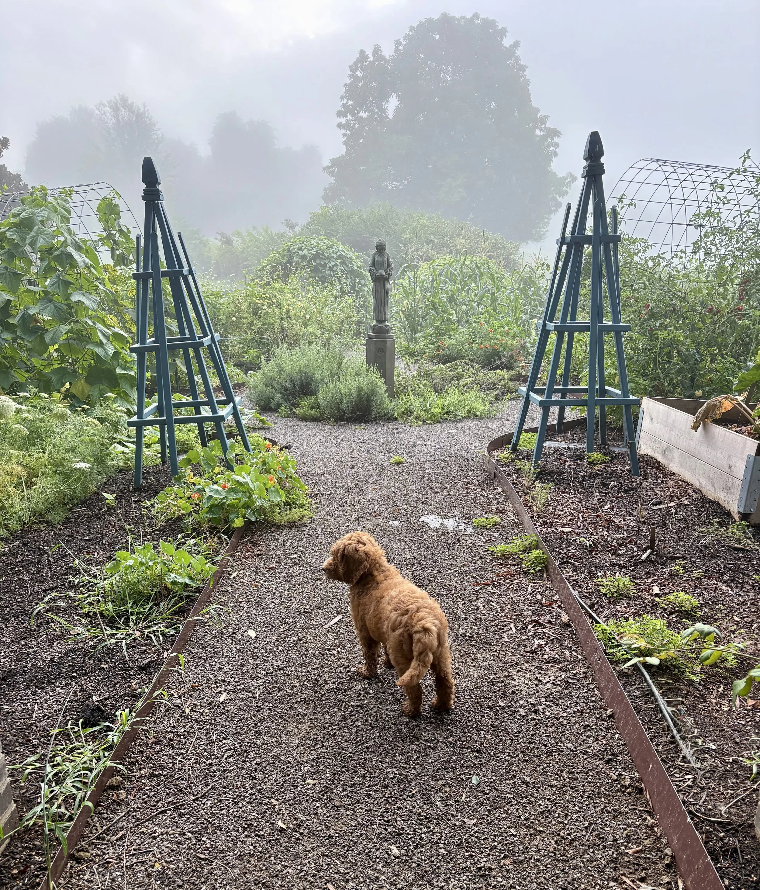 Delphi in Hilltp potager.jpg