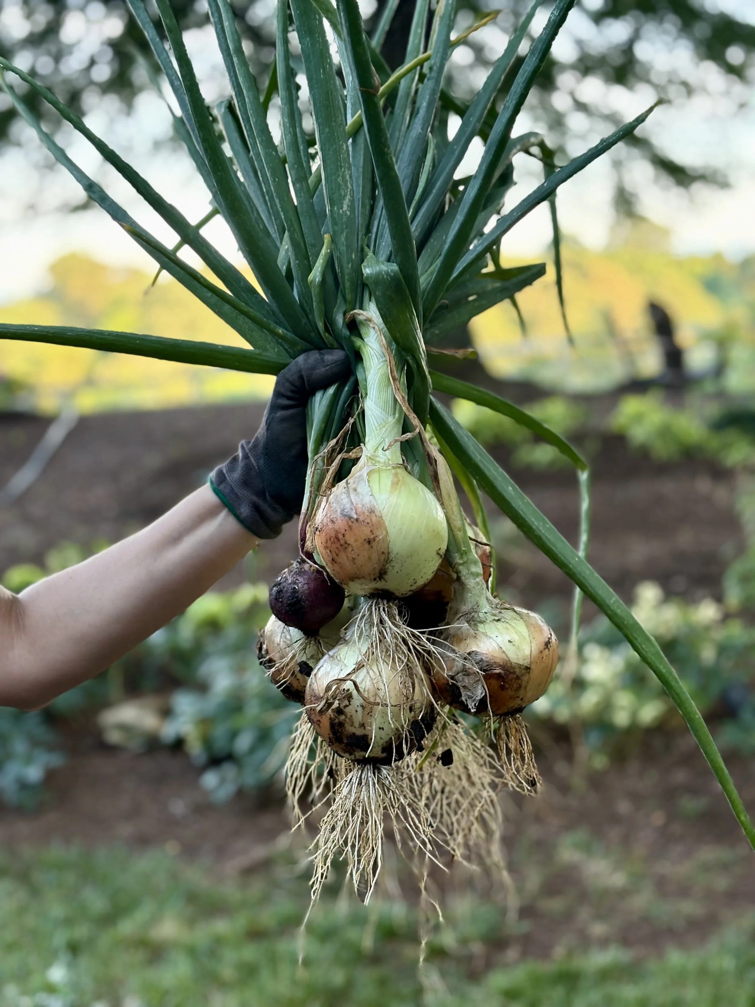 Onion Harvest.jpg
