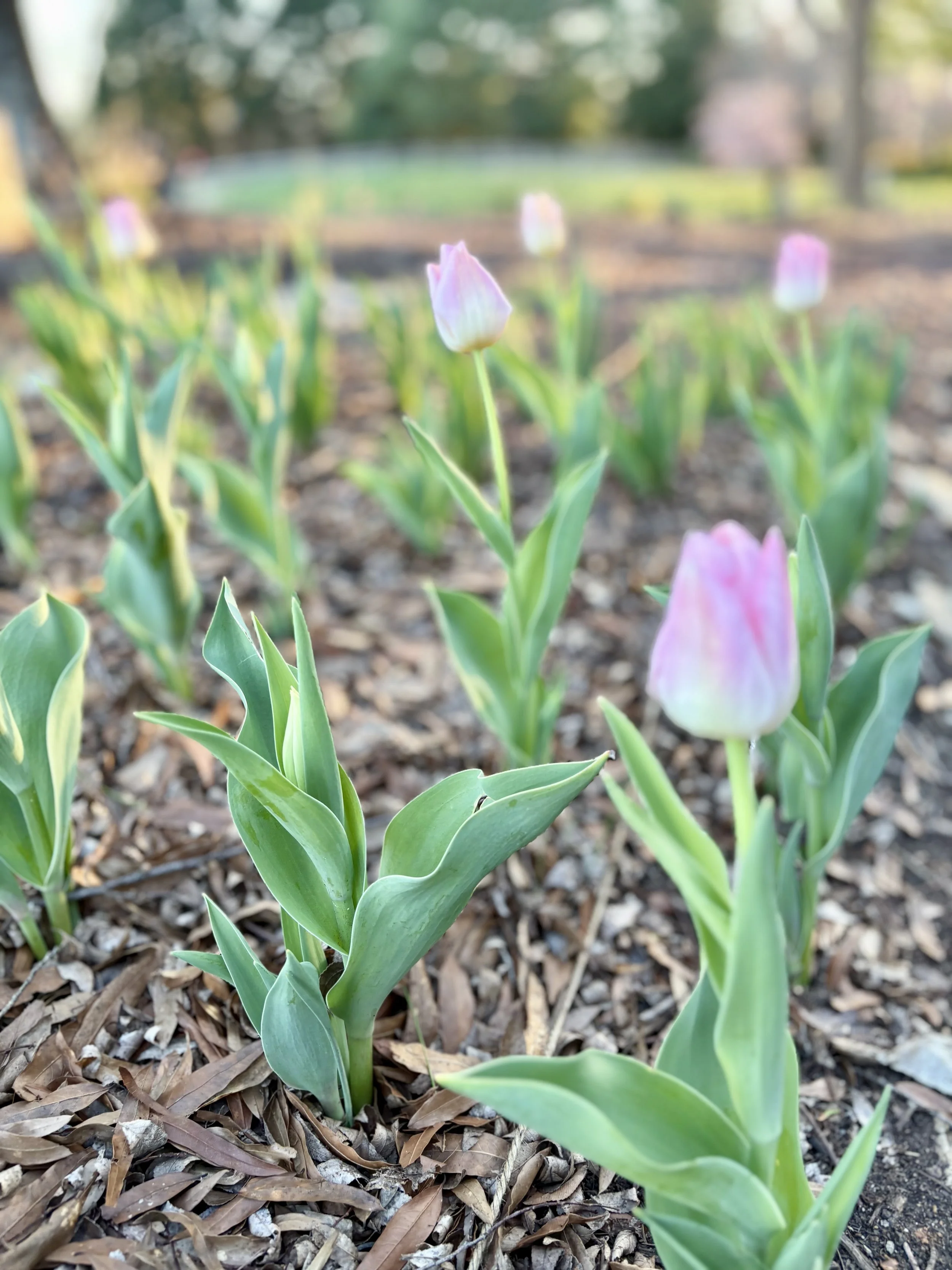Spring tulips.jpg
