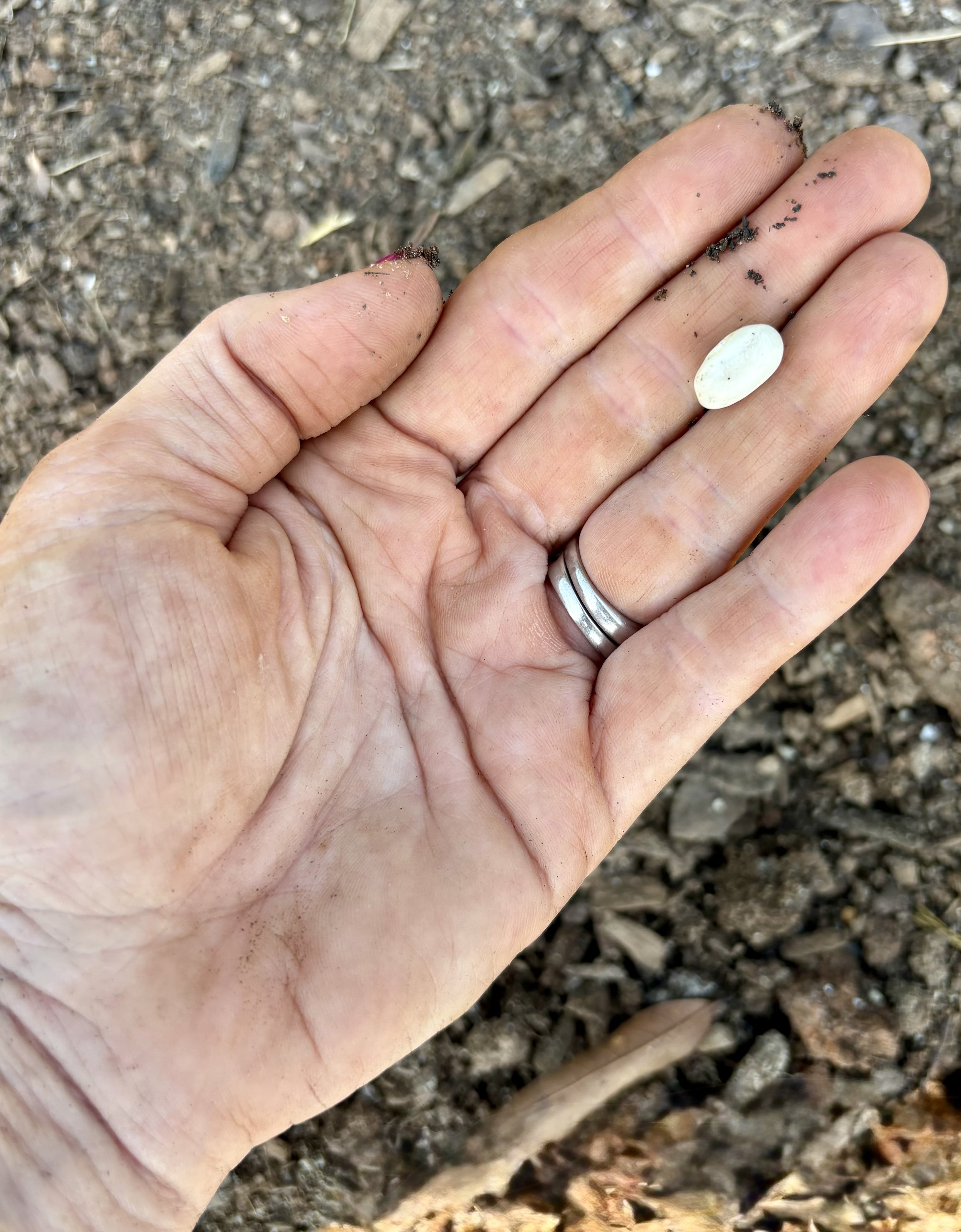 Why I Grow From Seed (Even When It’s Easier Not To)