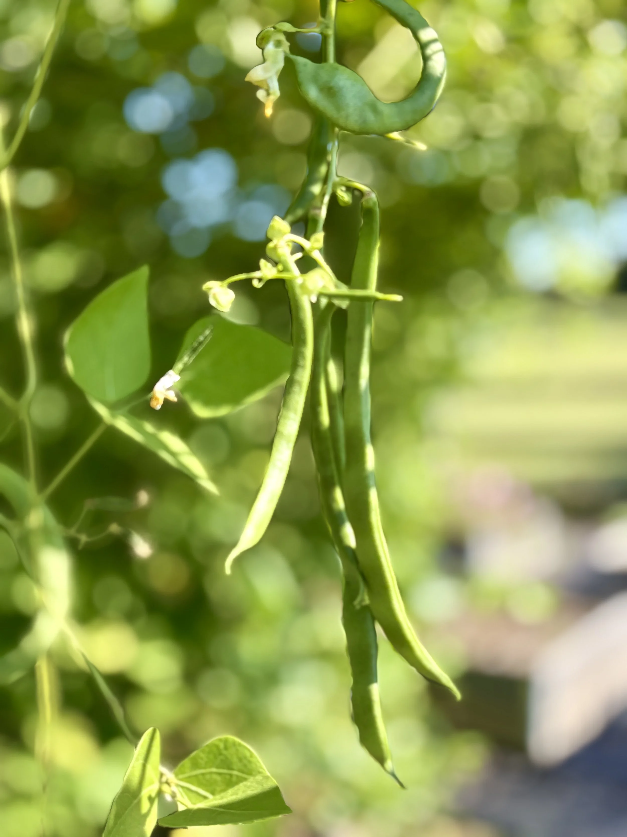 Green Beans.jpg