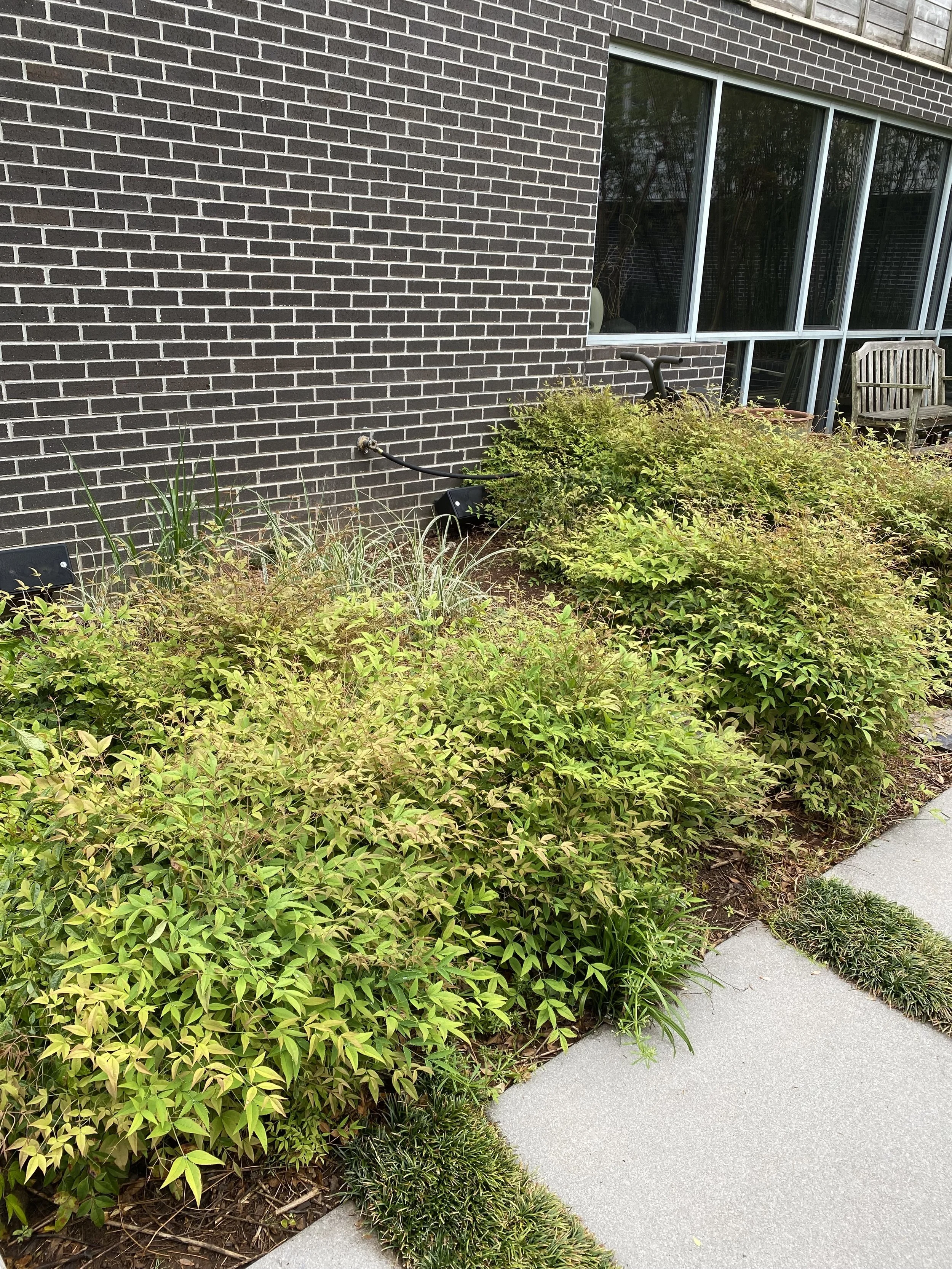 Nandina.jpg