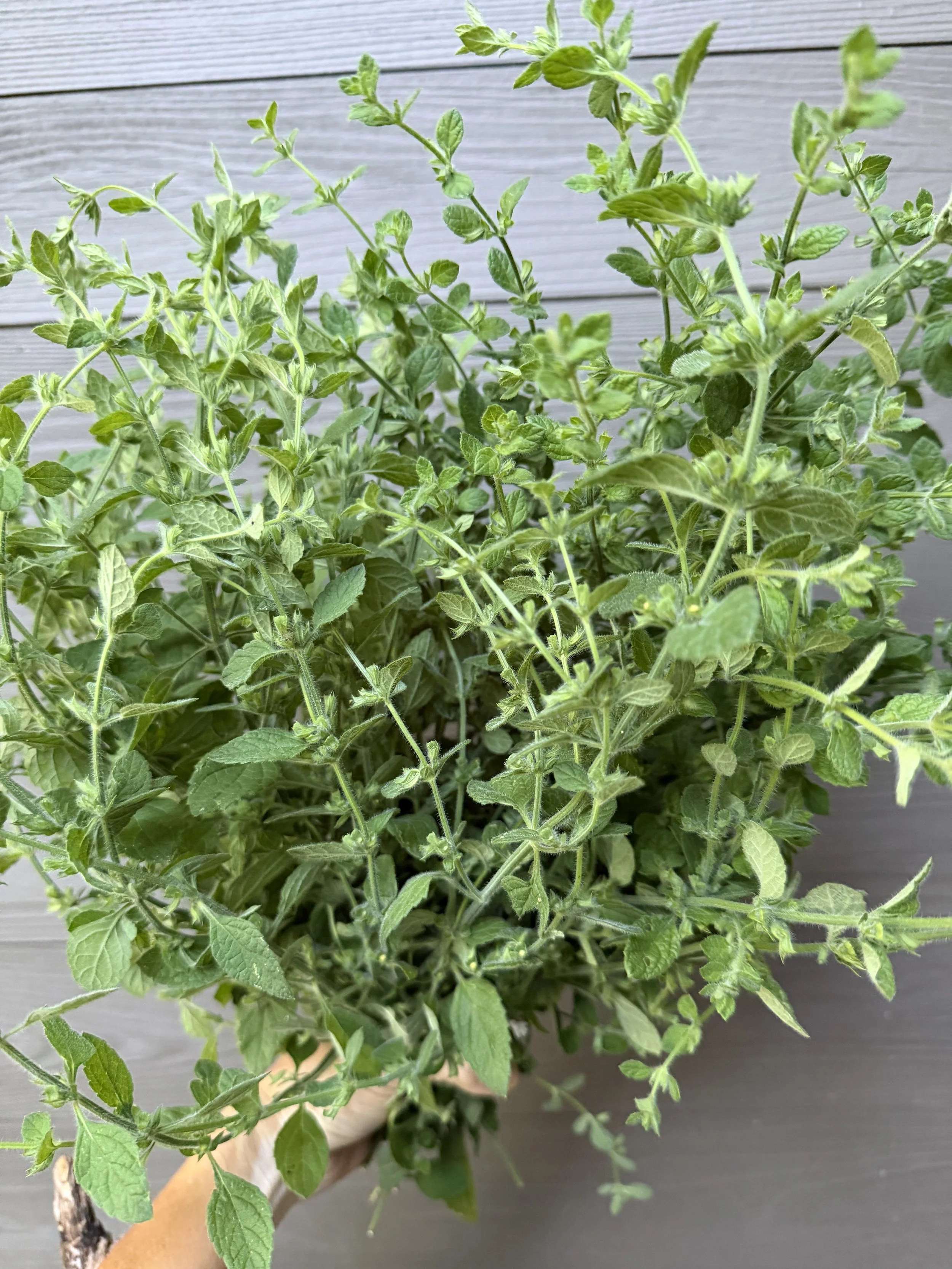 Lemon Balm.jpg