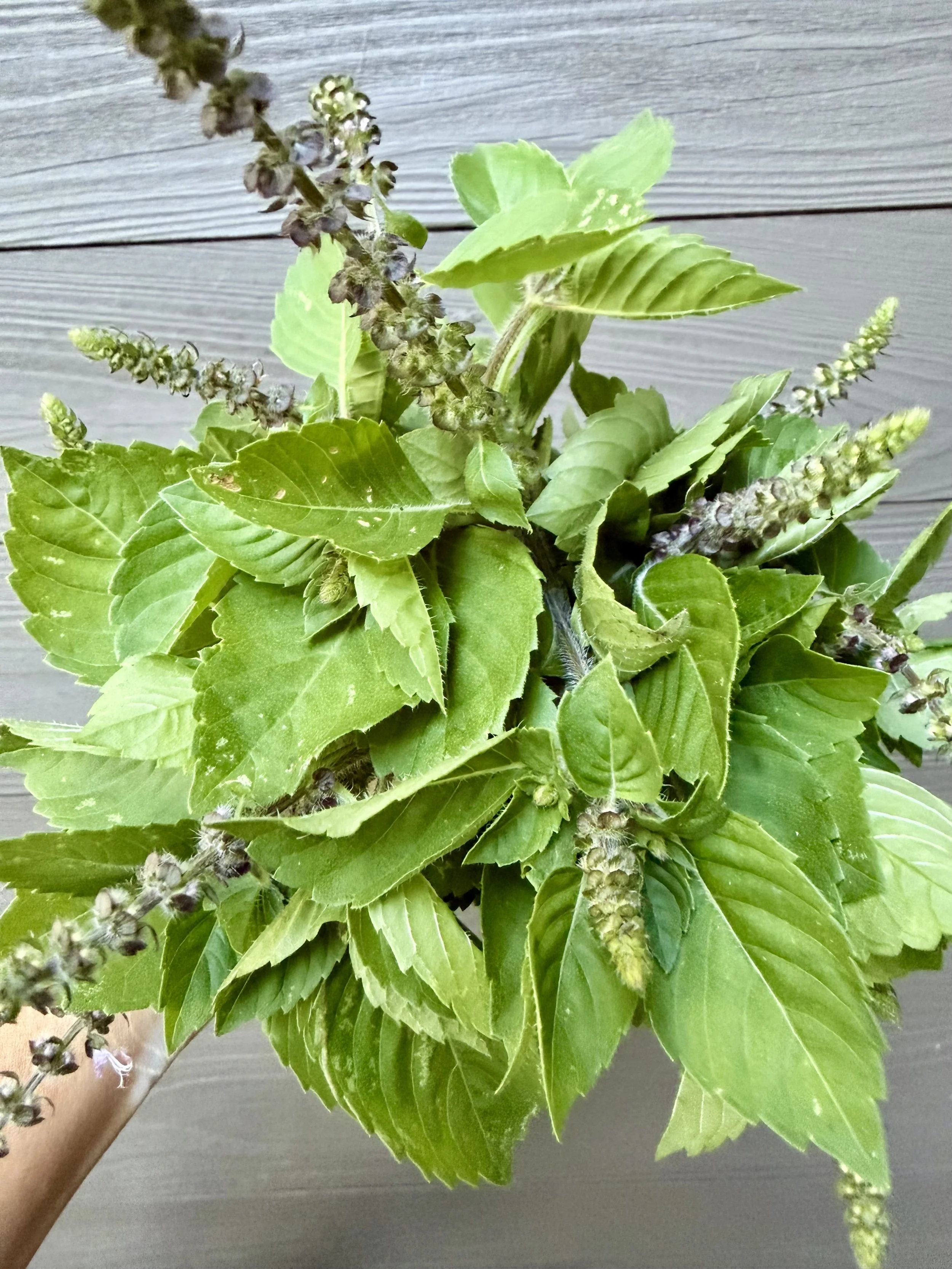 Tulsi.jpg