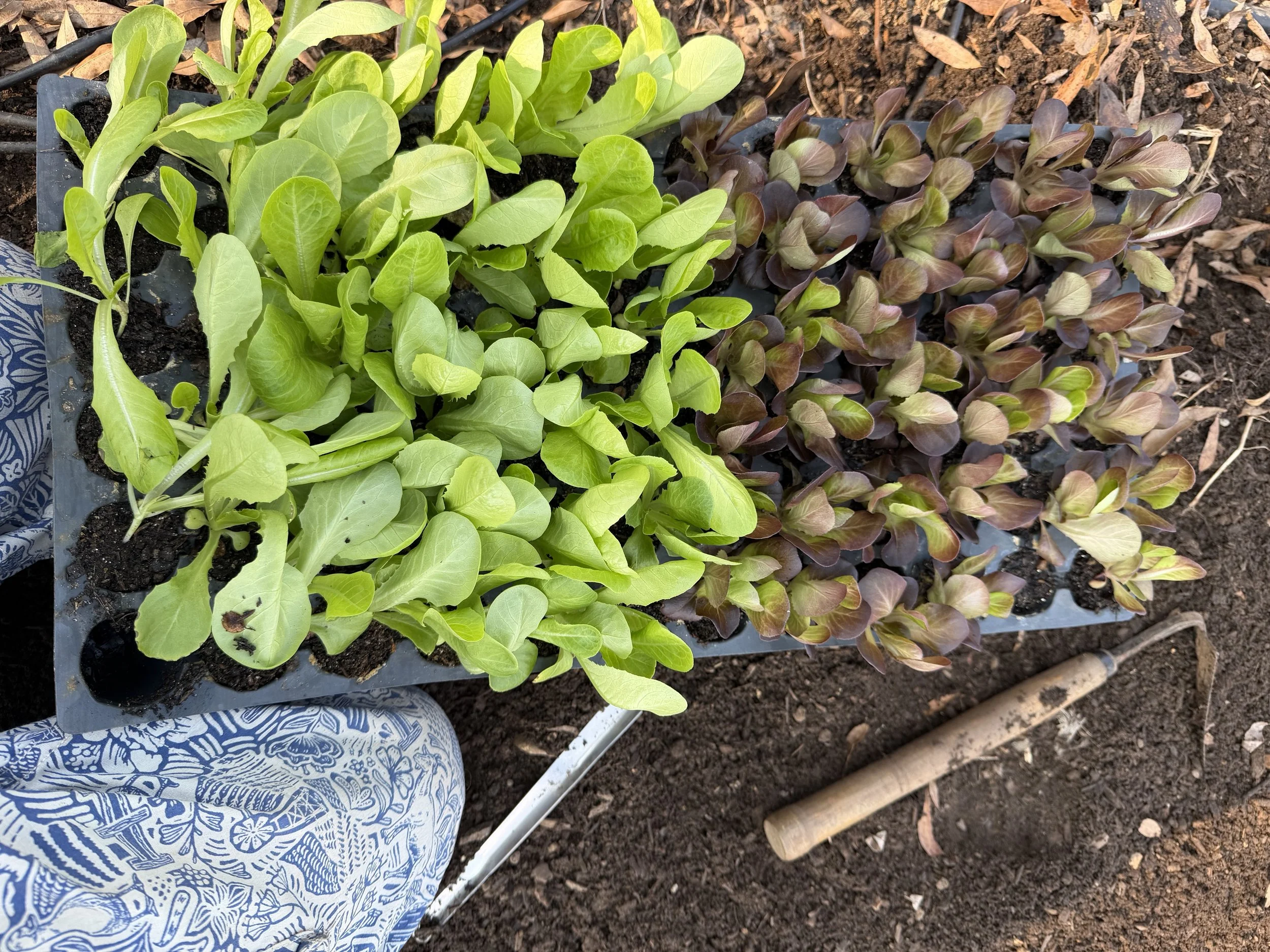What I'd Buy Again If I Were Starting Seeds From Scratch