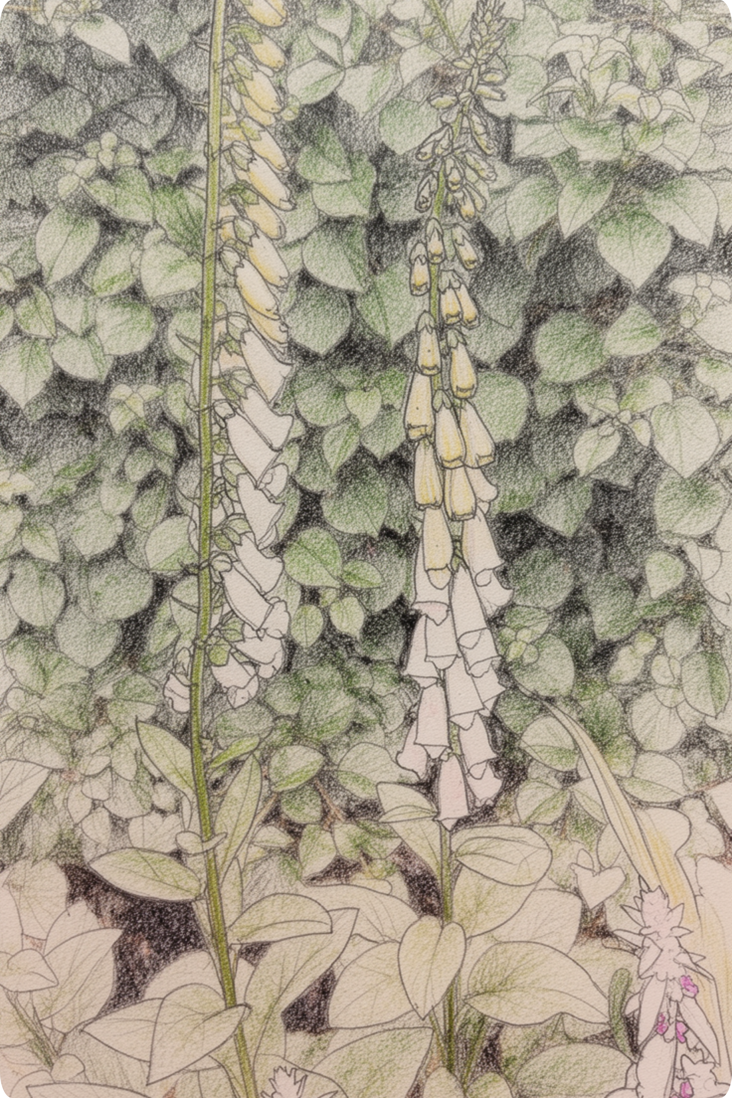 Foxglove ‘Snow Thimble’