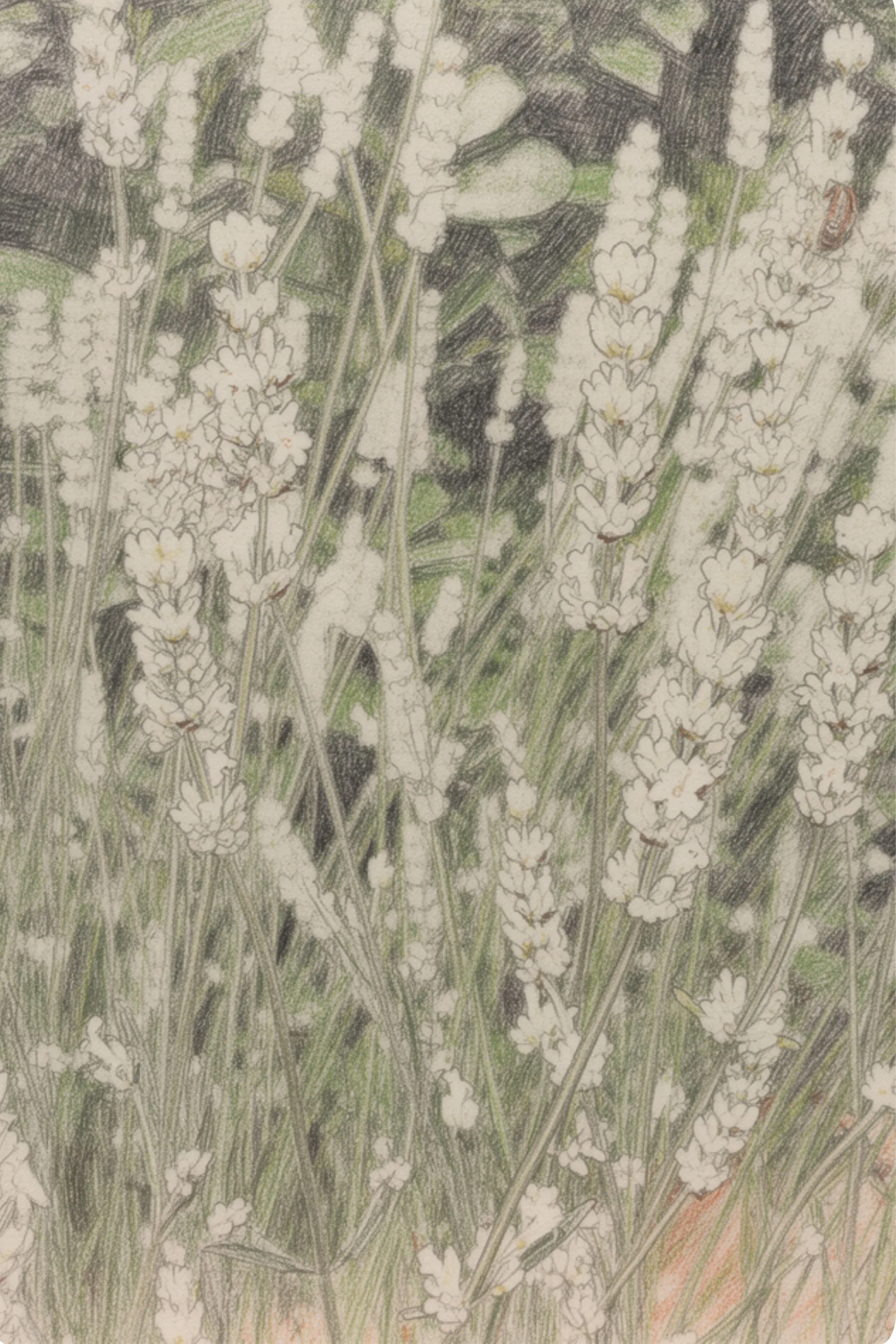 Lavandula angustifolia ‘Alba’