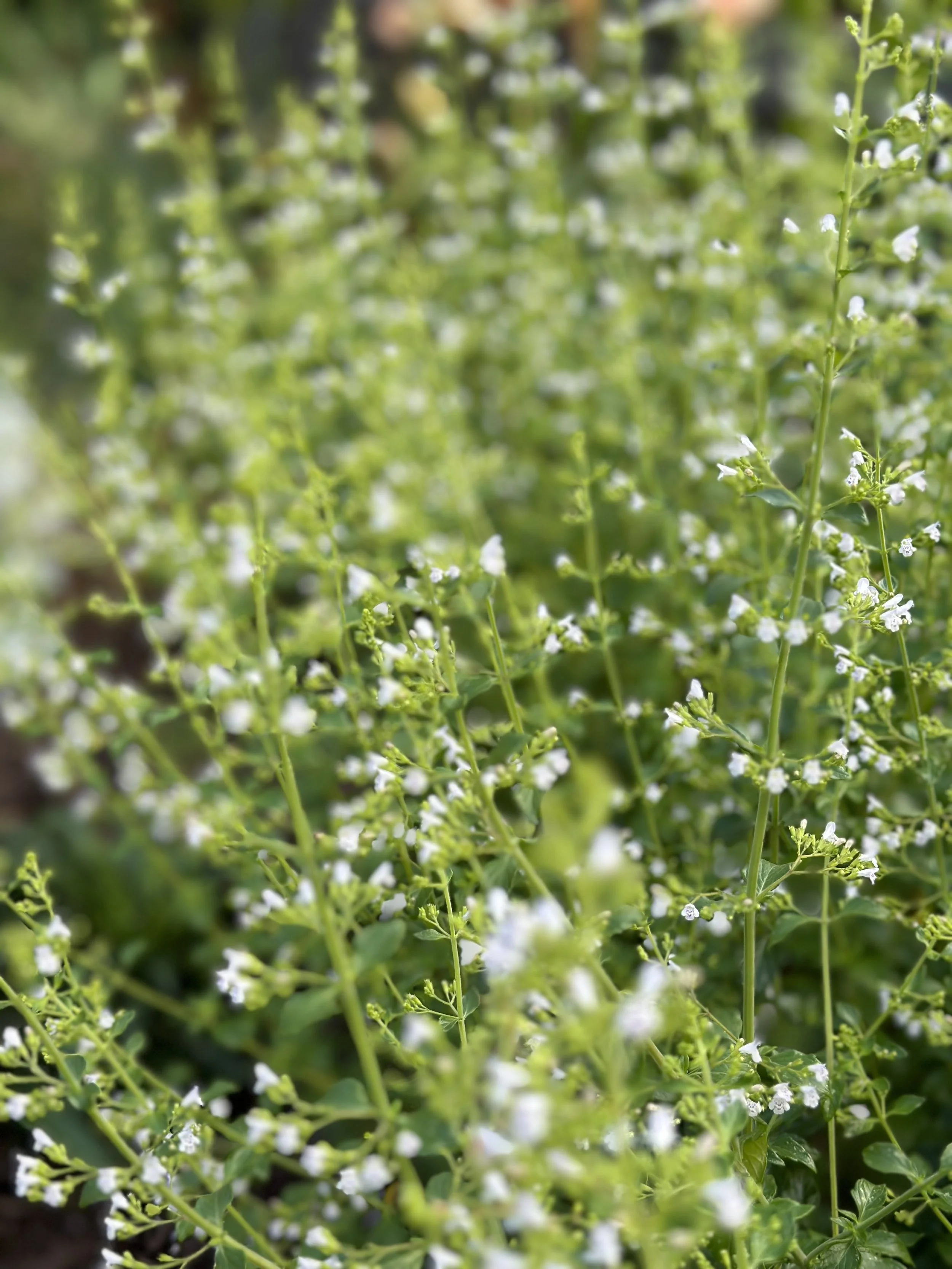 White catmint in a white garden