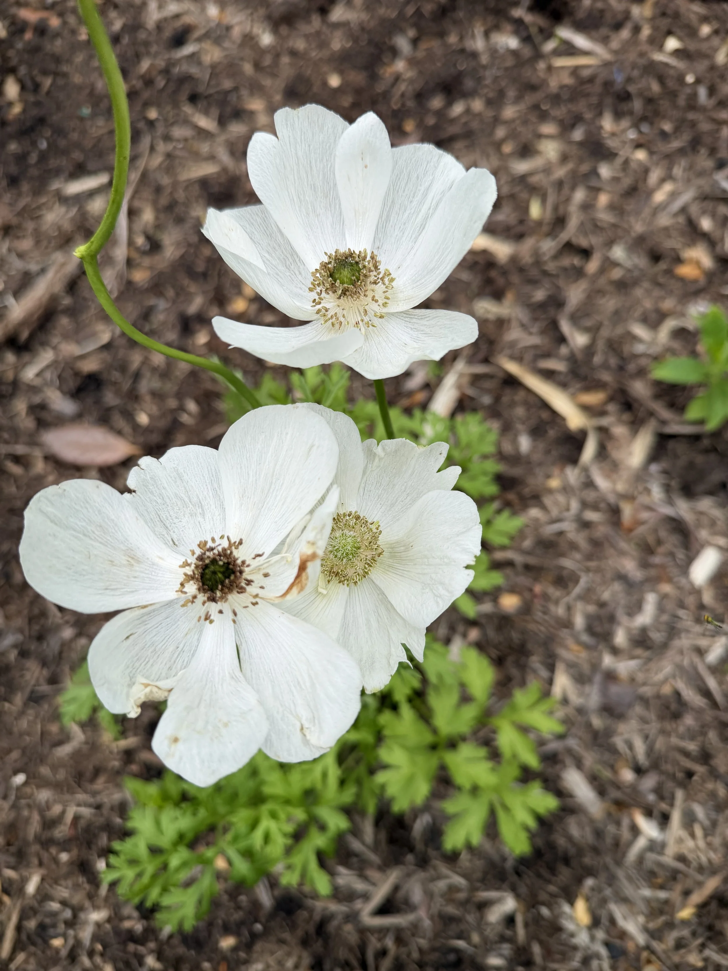 Anemone-TheBride.jpg