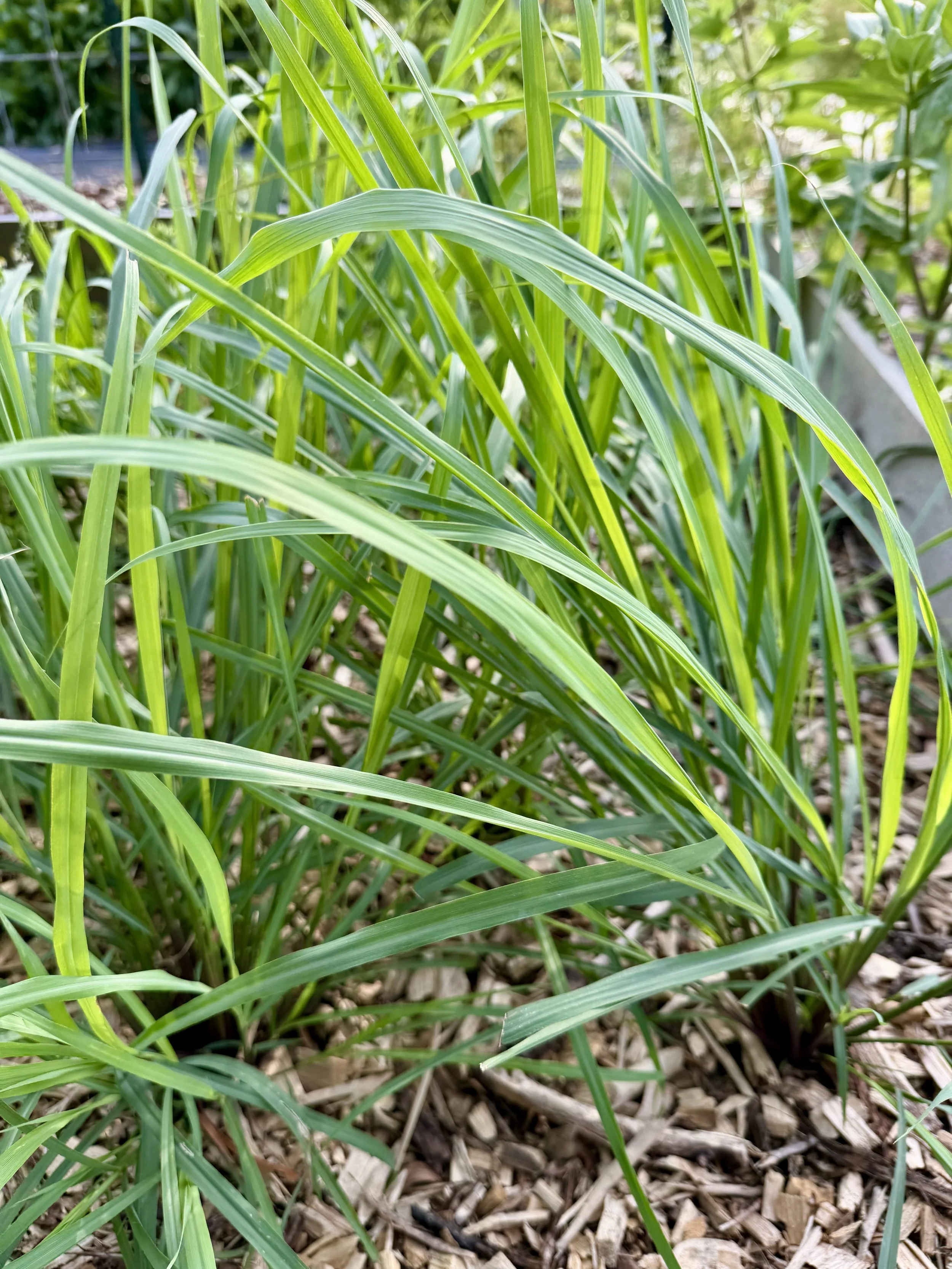 Lemongrass
