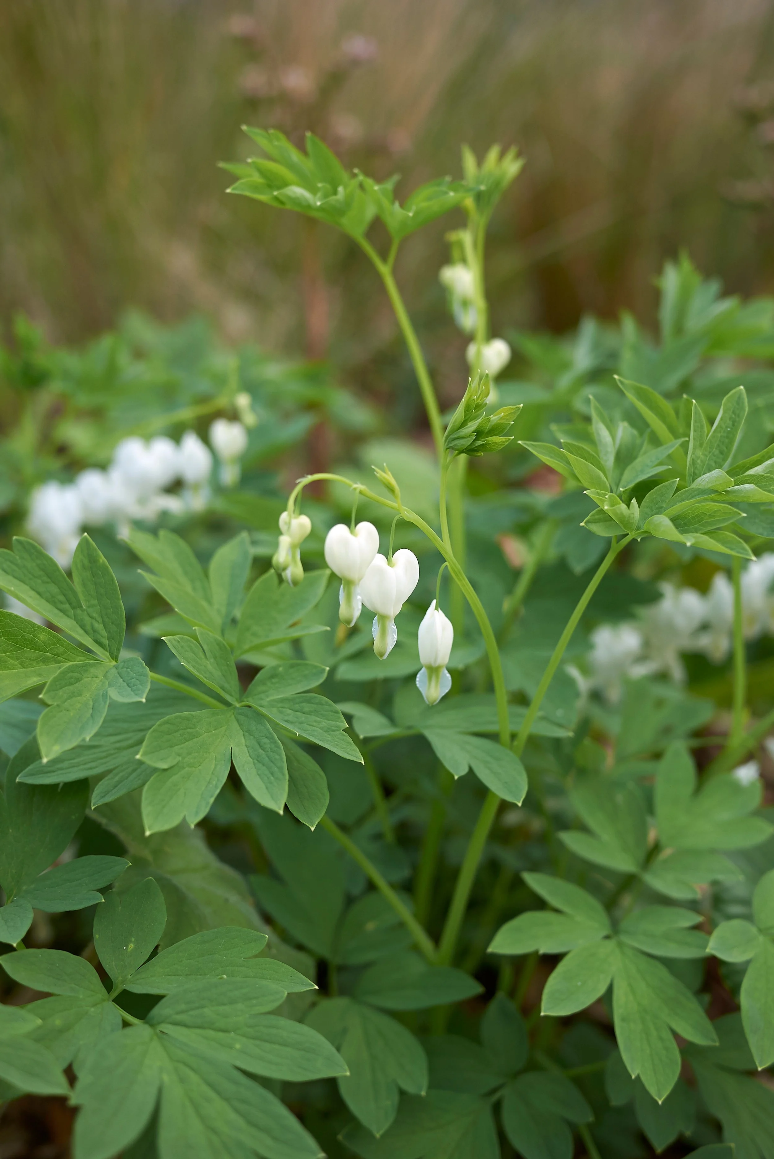 dicentra-spectabilis-alba-white-bleeding-heart-flowers.jpg