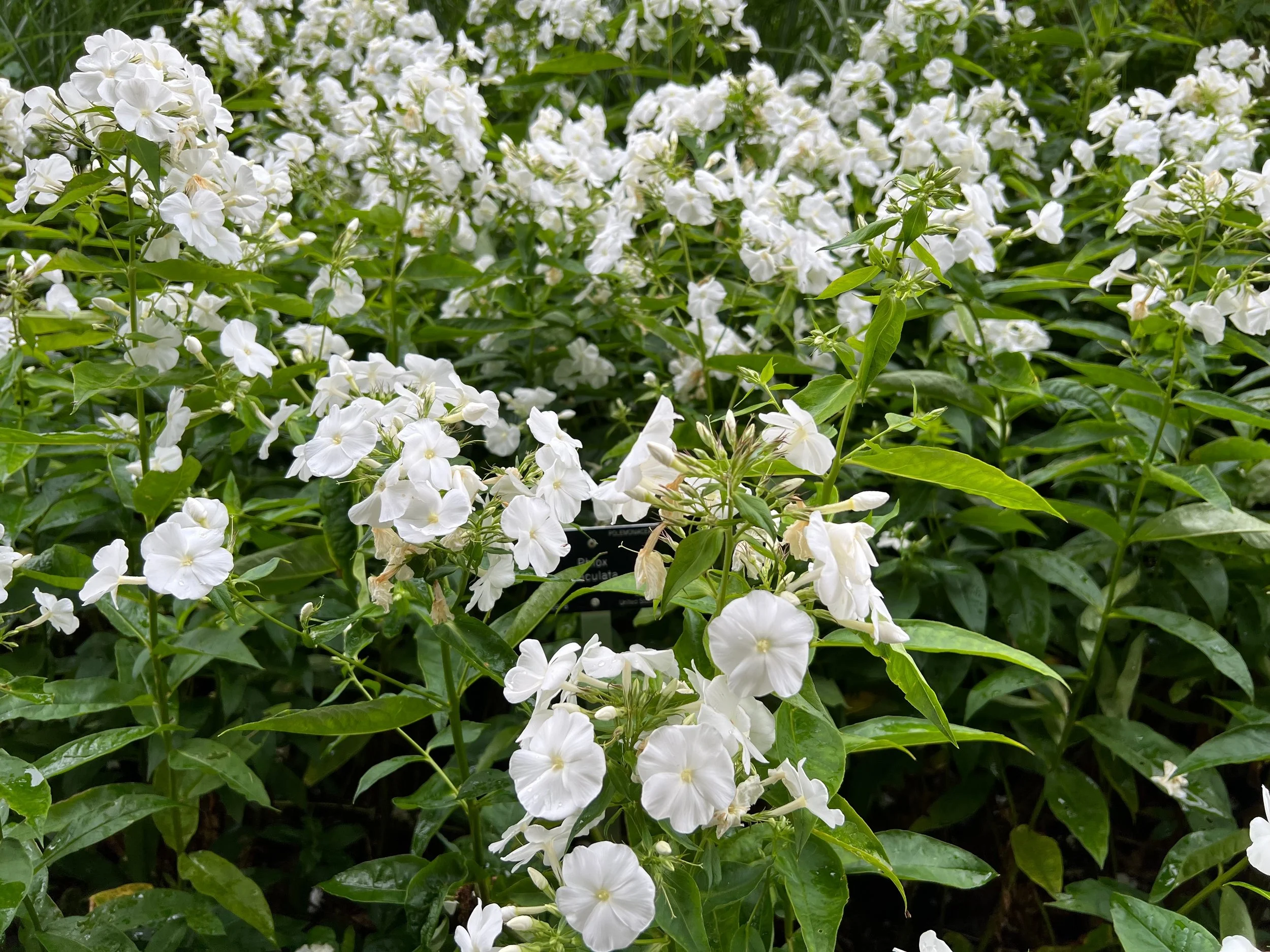 phlox-david-white-garden-phlox-bloom.jpg