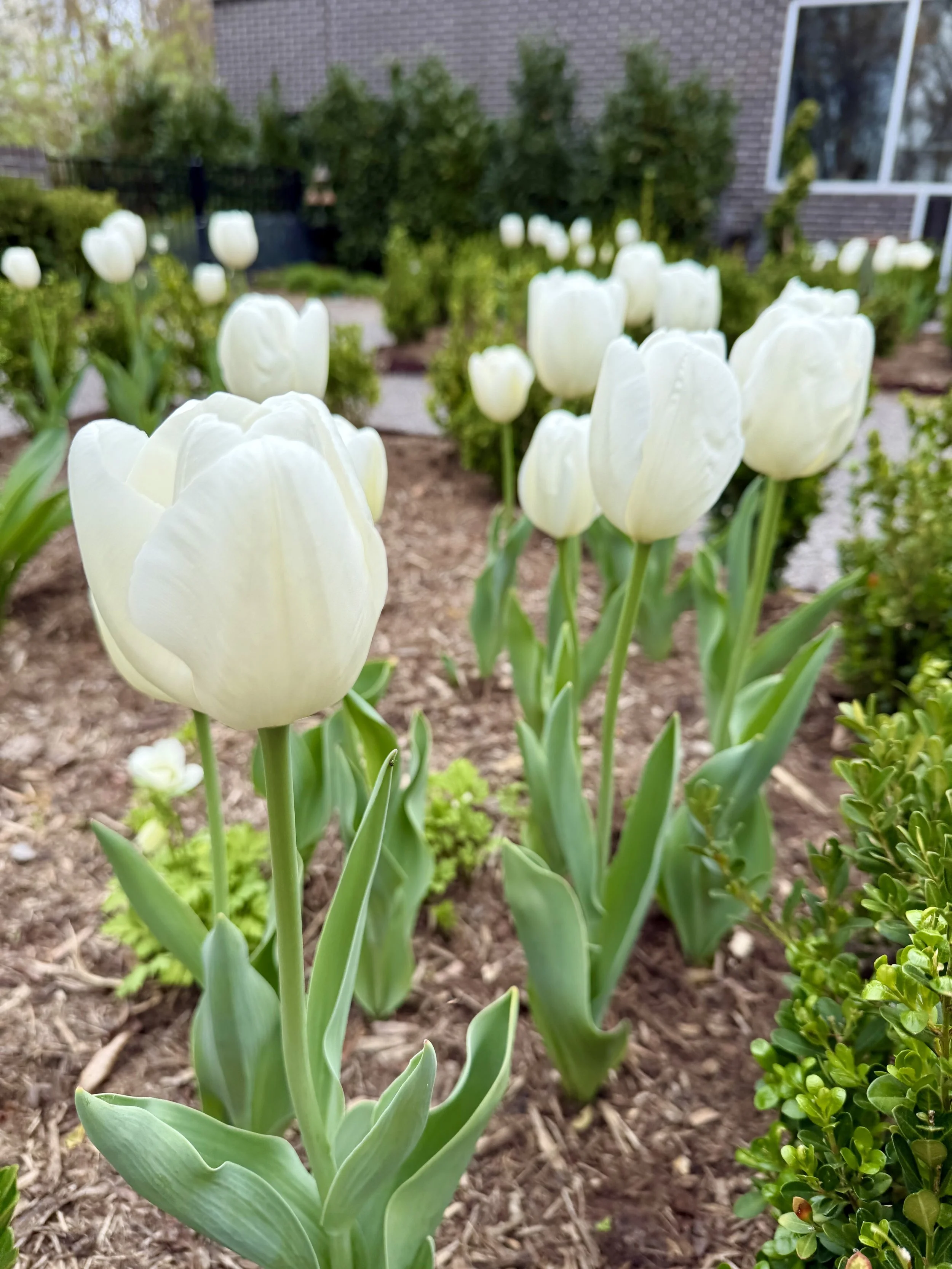 Tulip 'Hakuun'