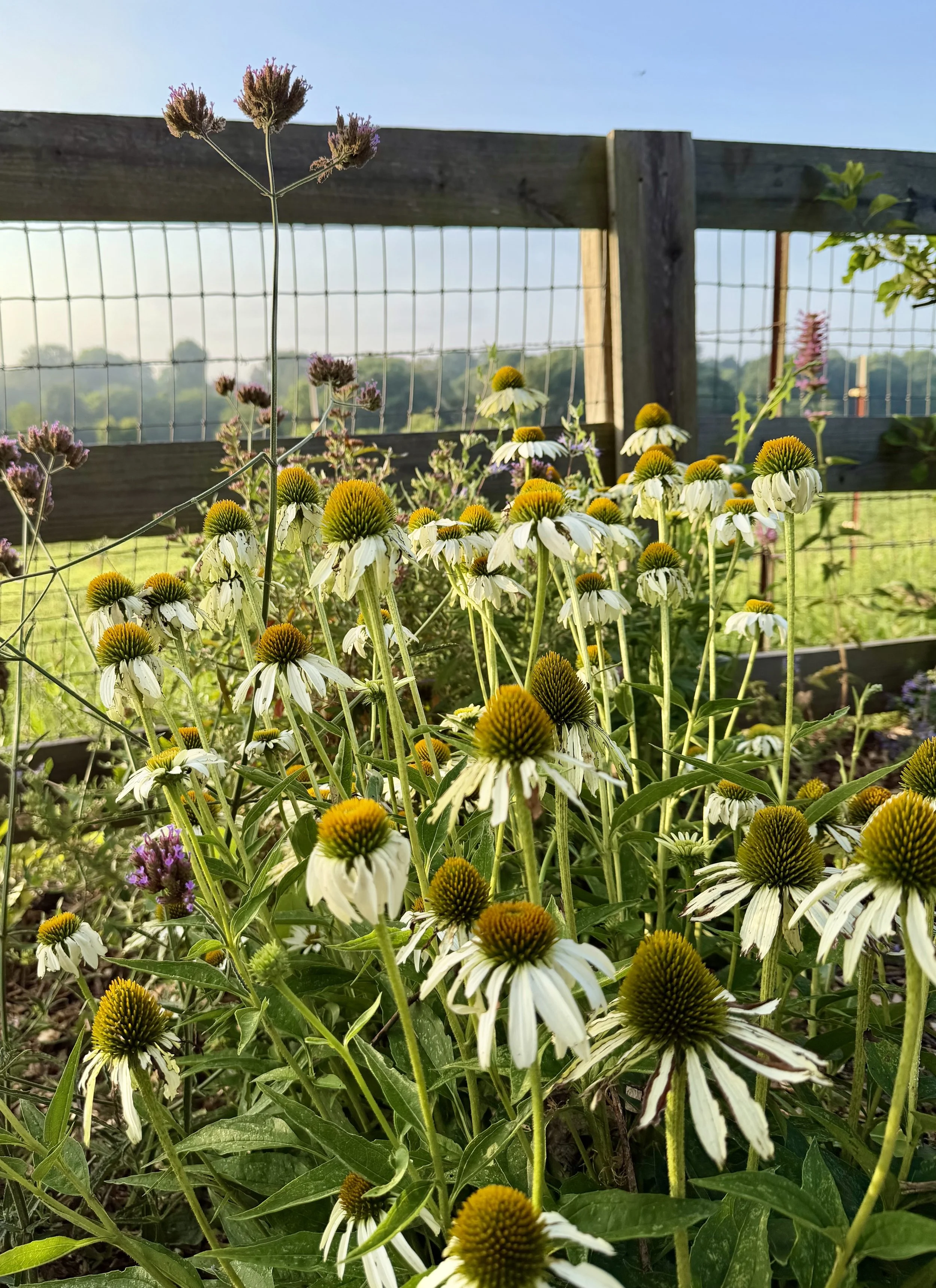 Echinacea by fence.jpg