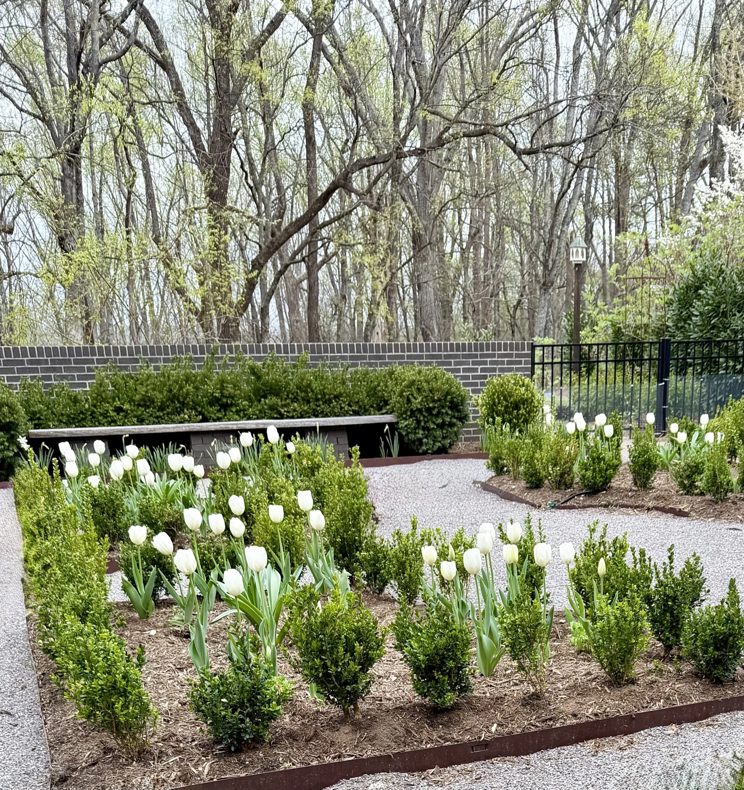 Tulips Hakuun.jpg