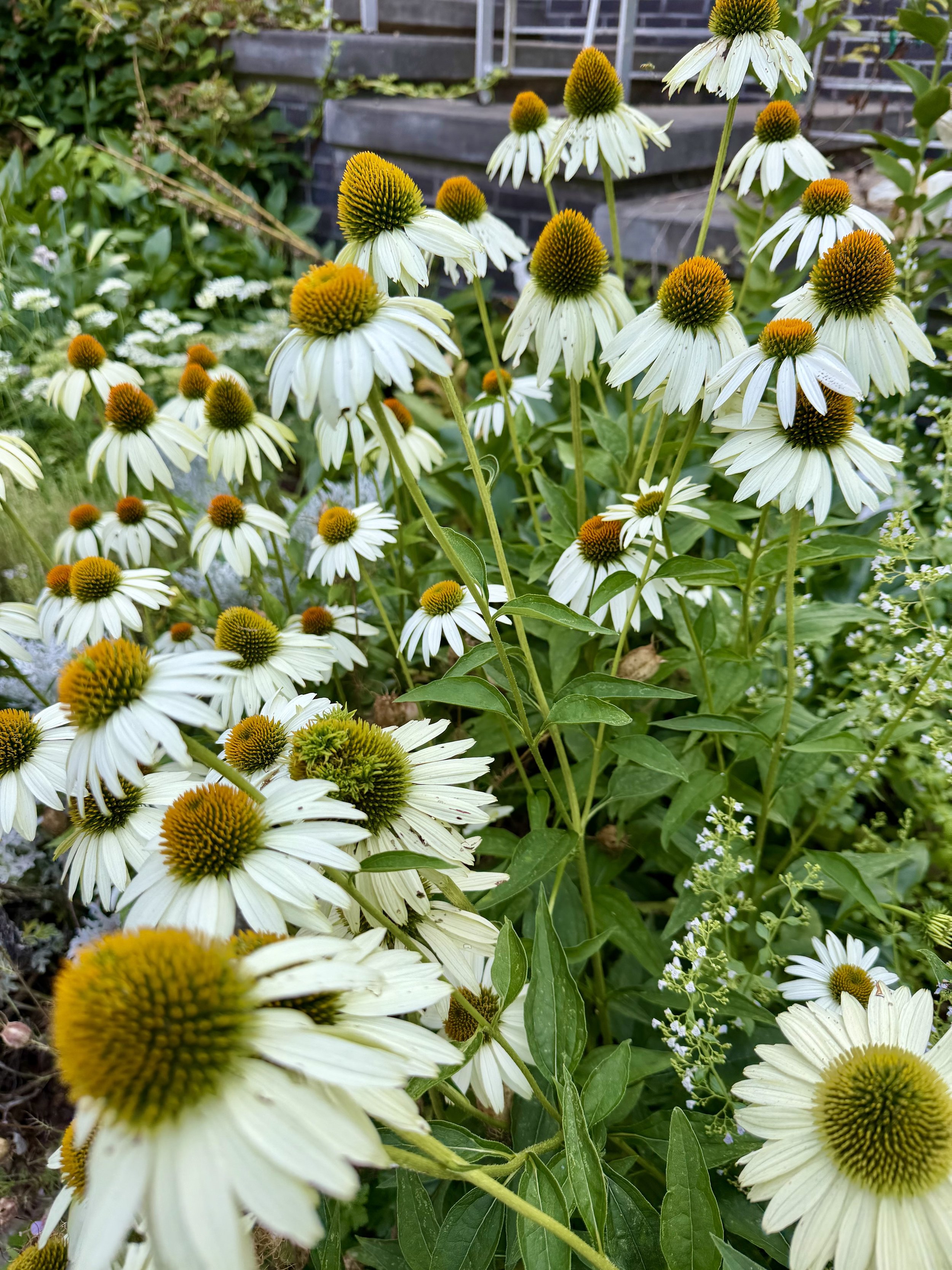 Echinacea 'White Swan'