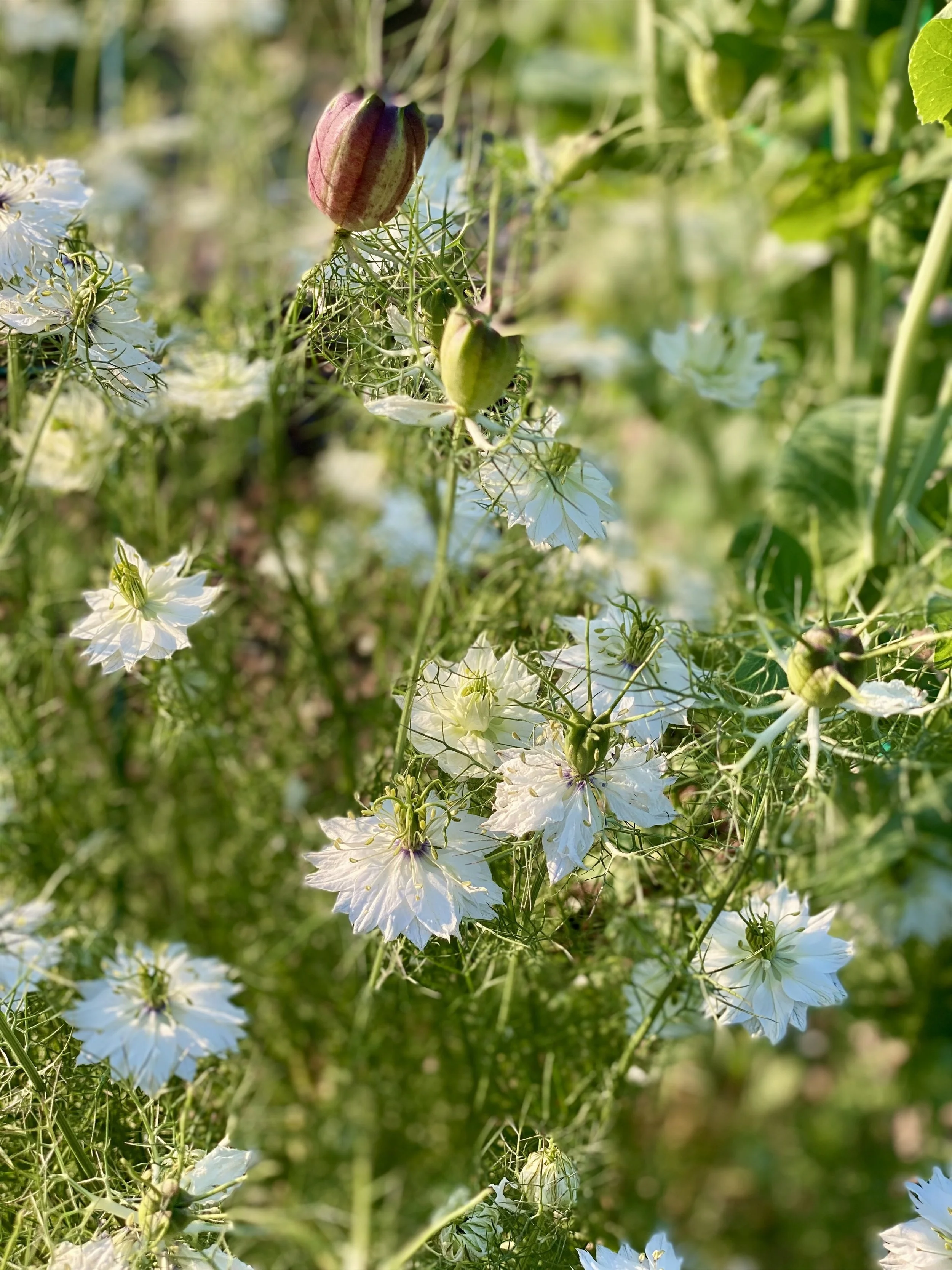 Nigella-Miss-Jekyll-White-flower.jpg
