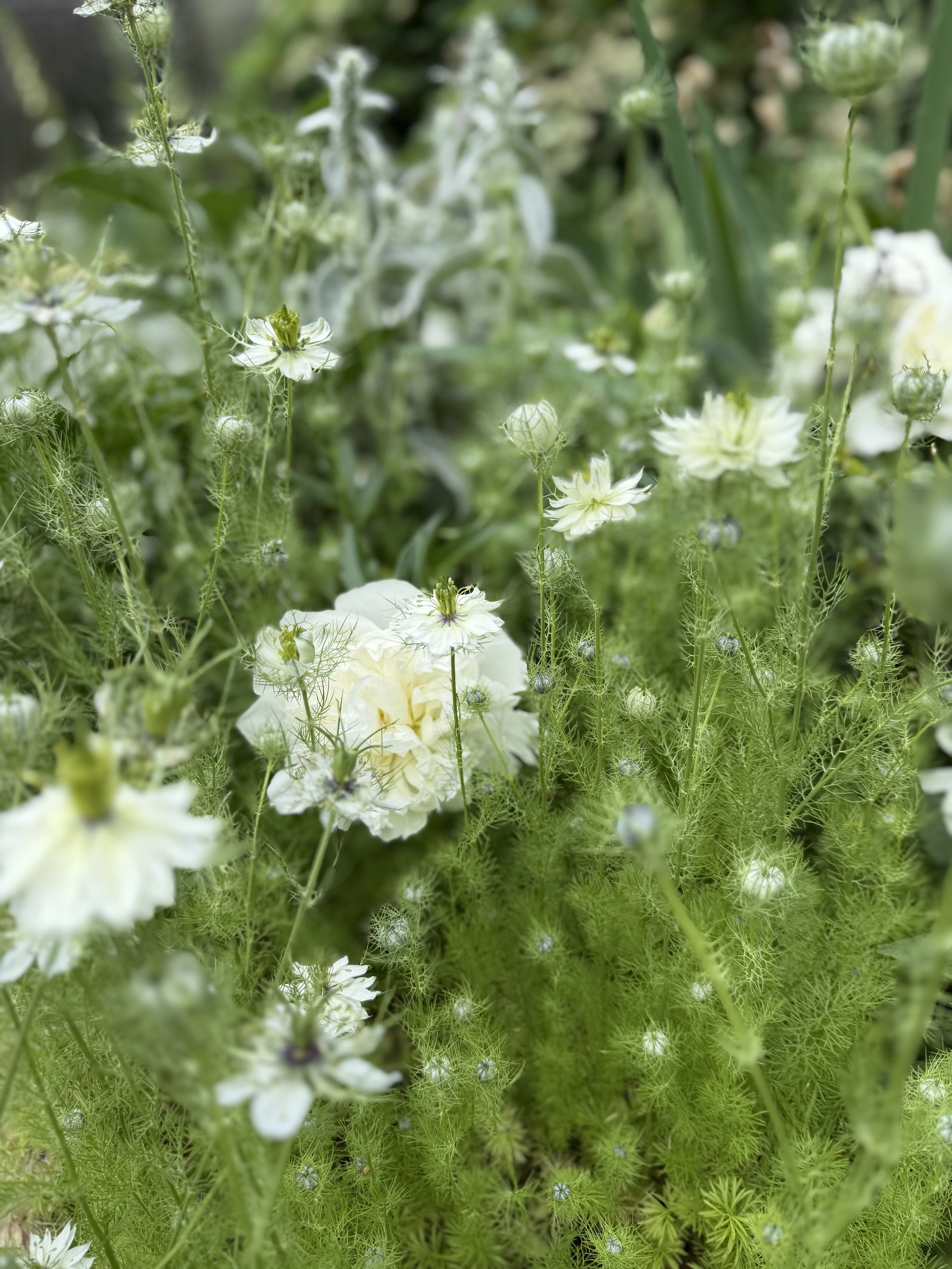 White garden flowers