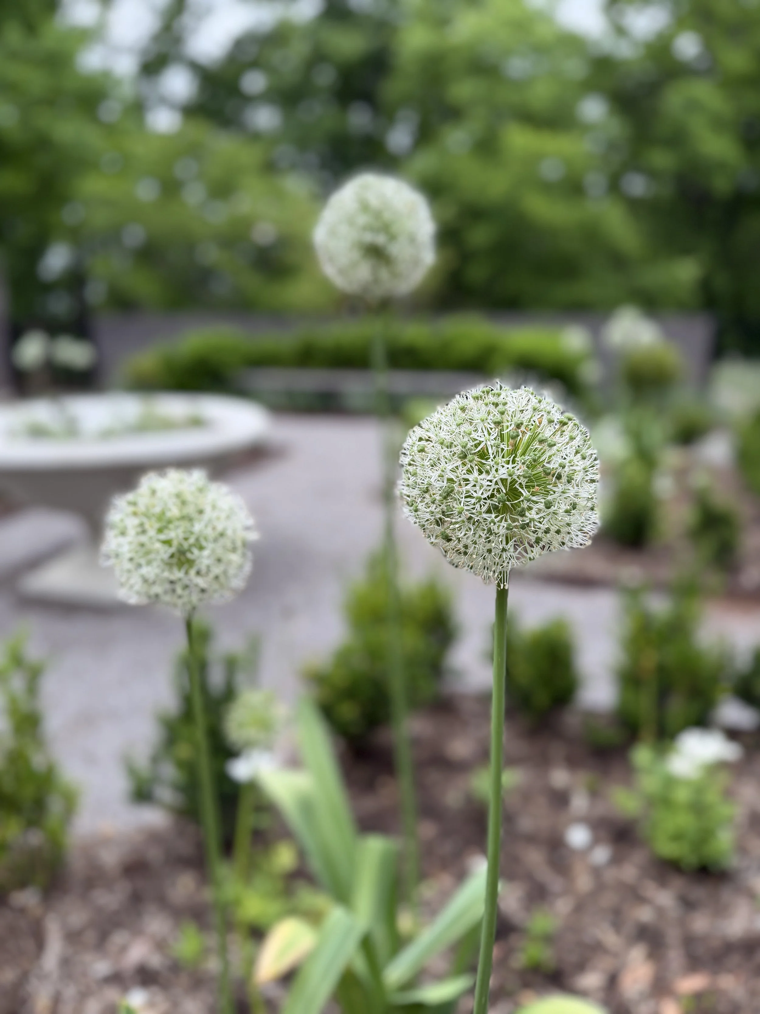 Allium 'Mount Everest'