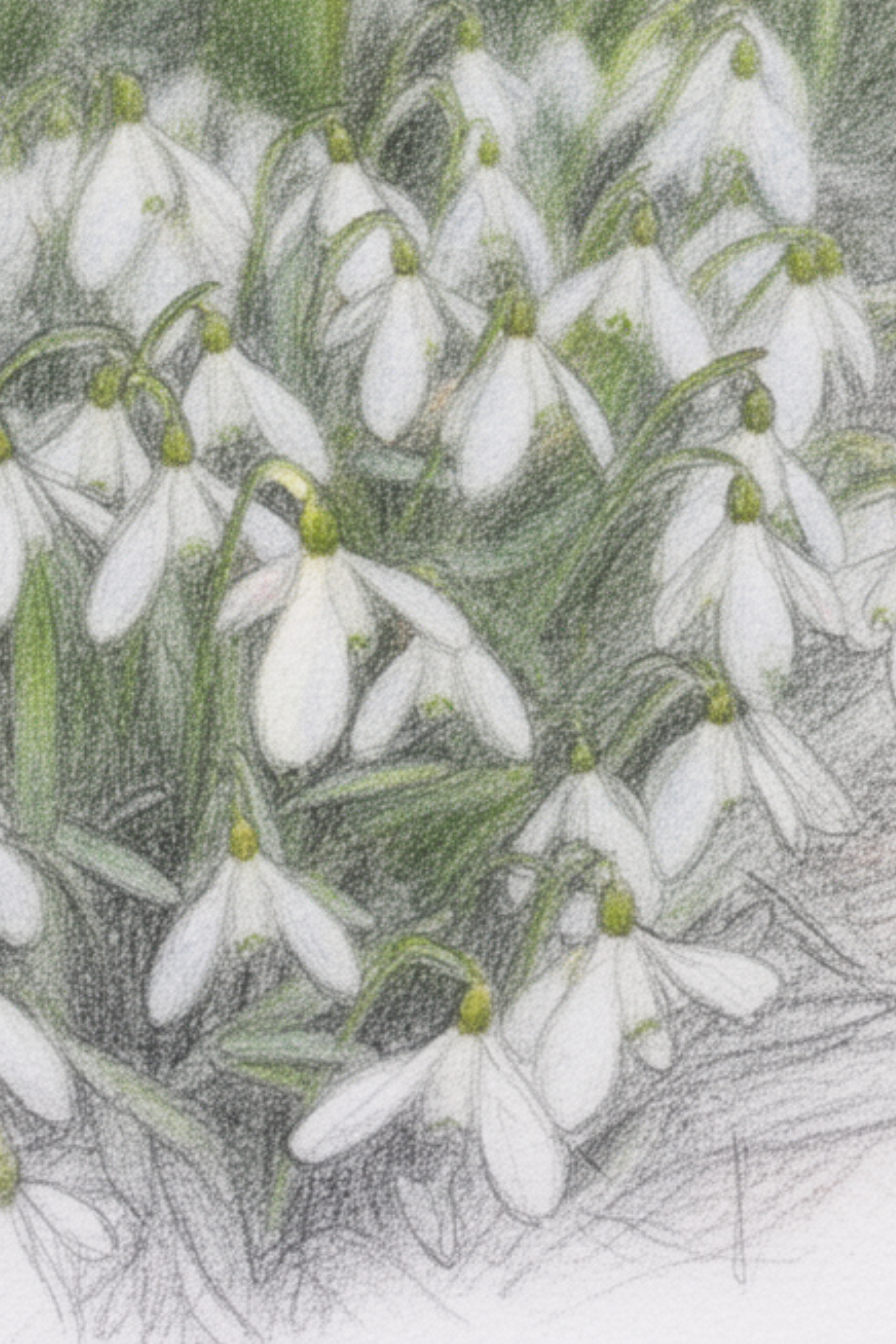 Galanthus - W.png