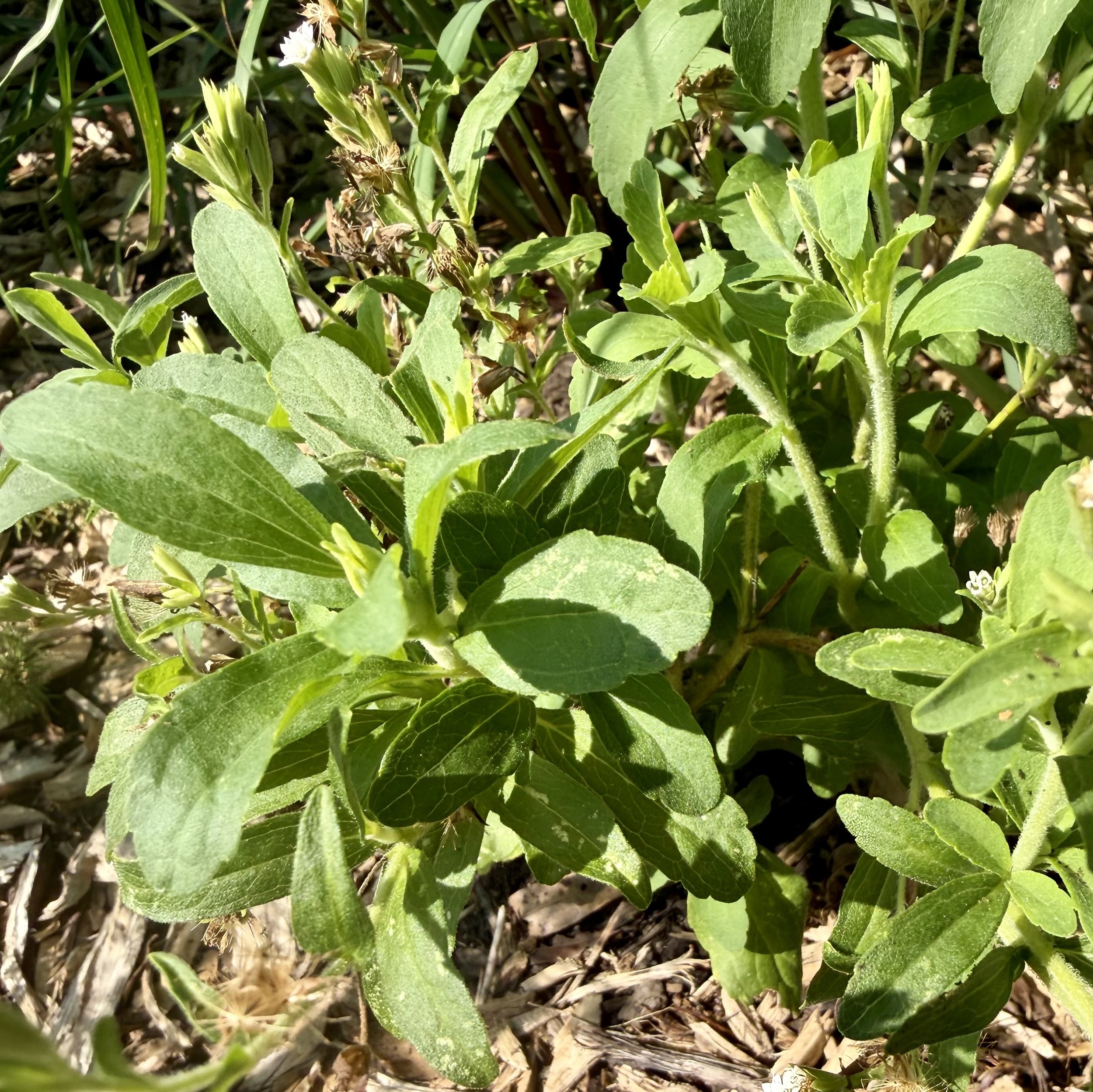 Stevia