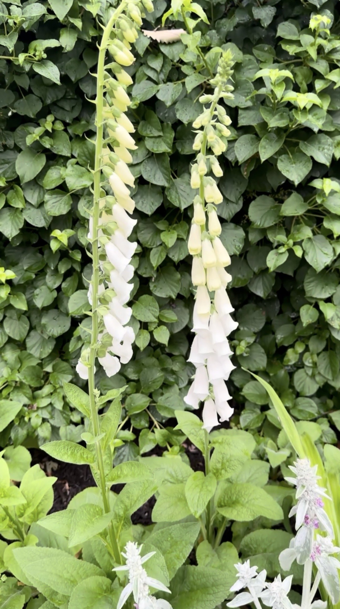 Close-up of tall white and pale yellow flowers growing among green leaves with a dense background of dark green foliage.