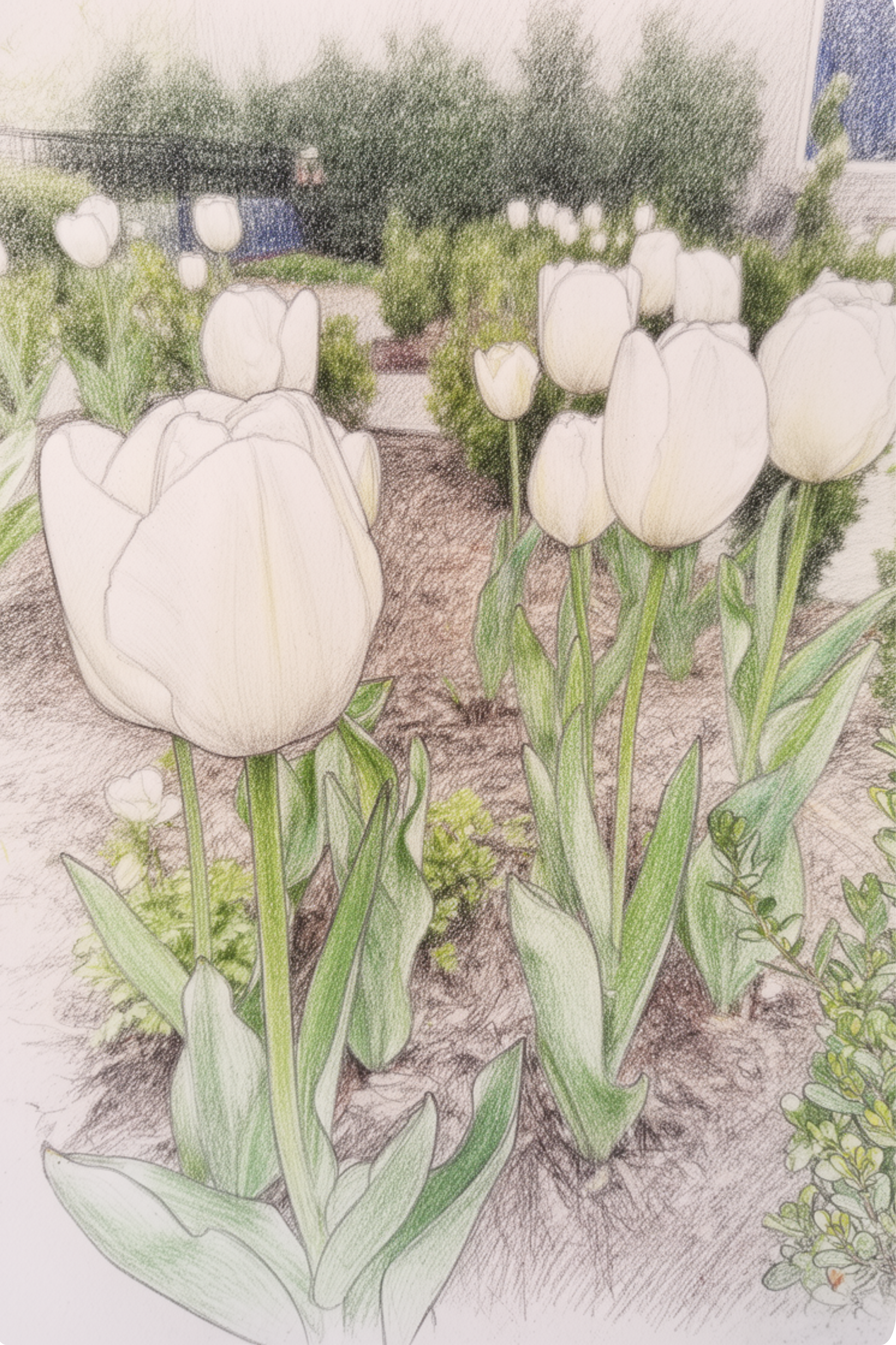 Tulip Sketch.png