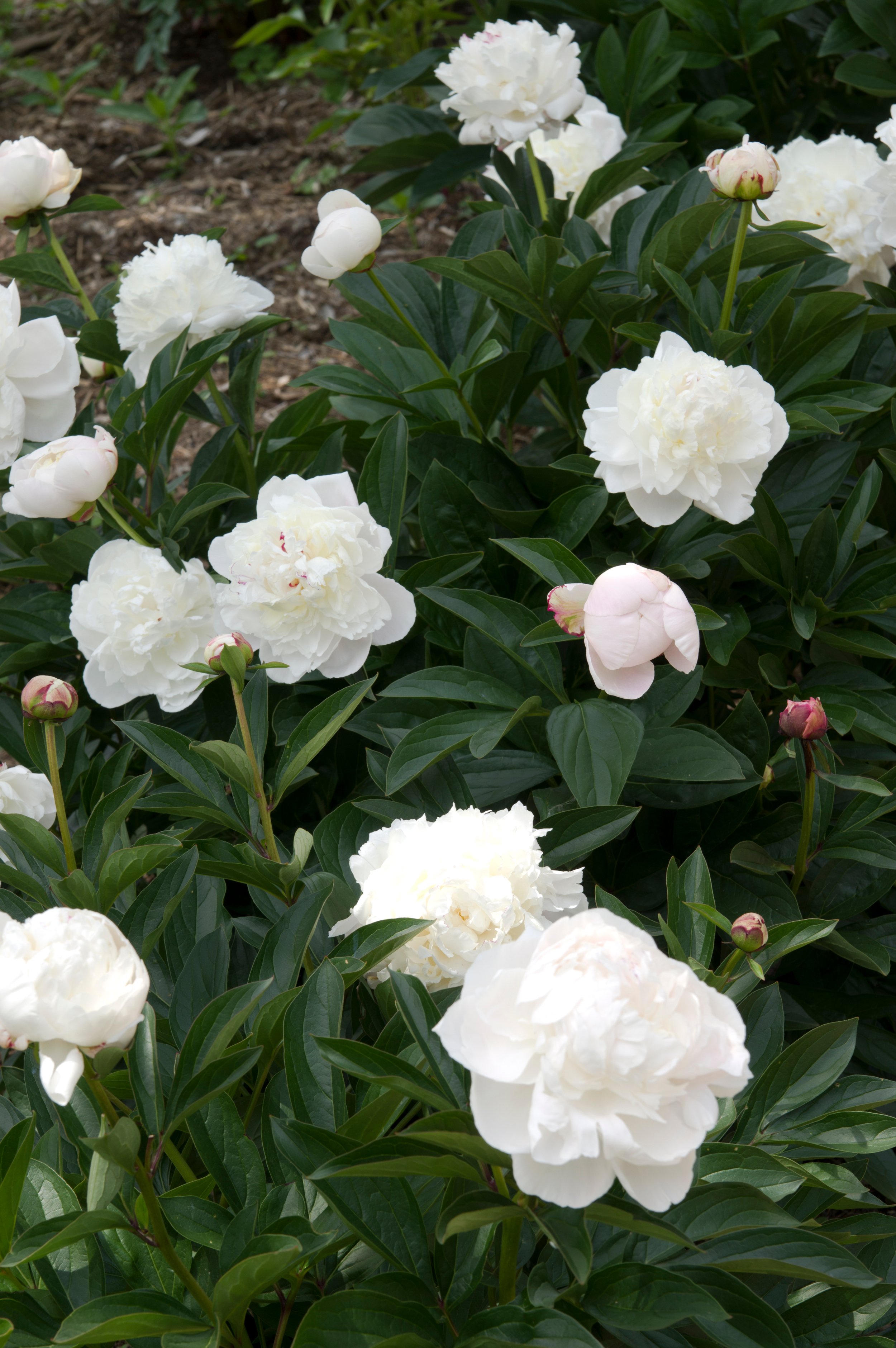 peony-duchess-de-nemours-white-bloom.jpg